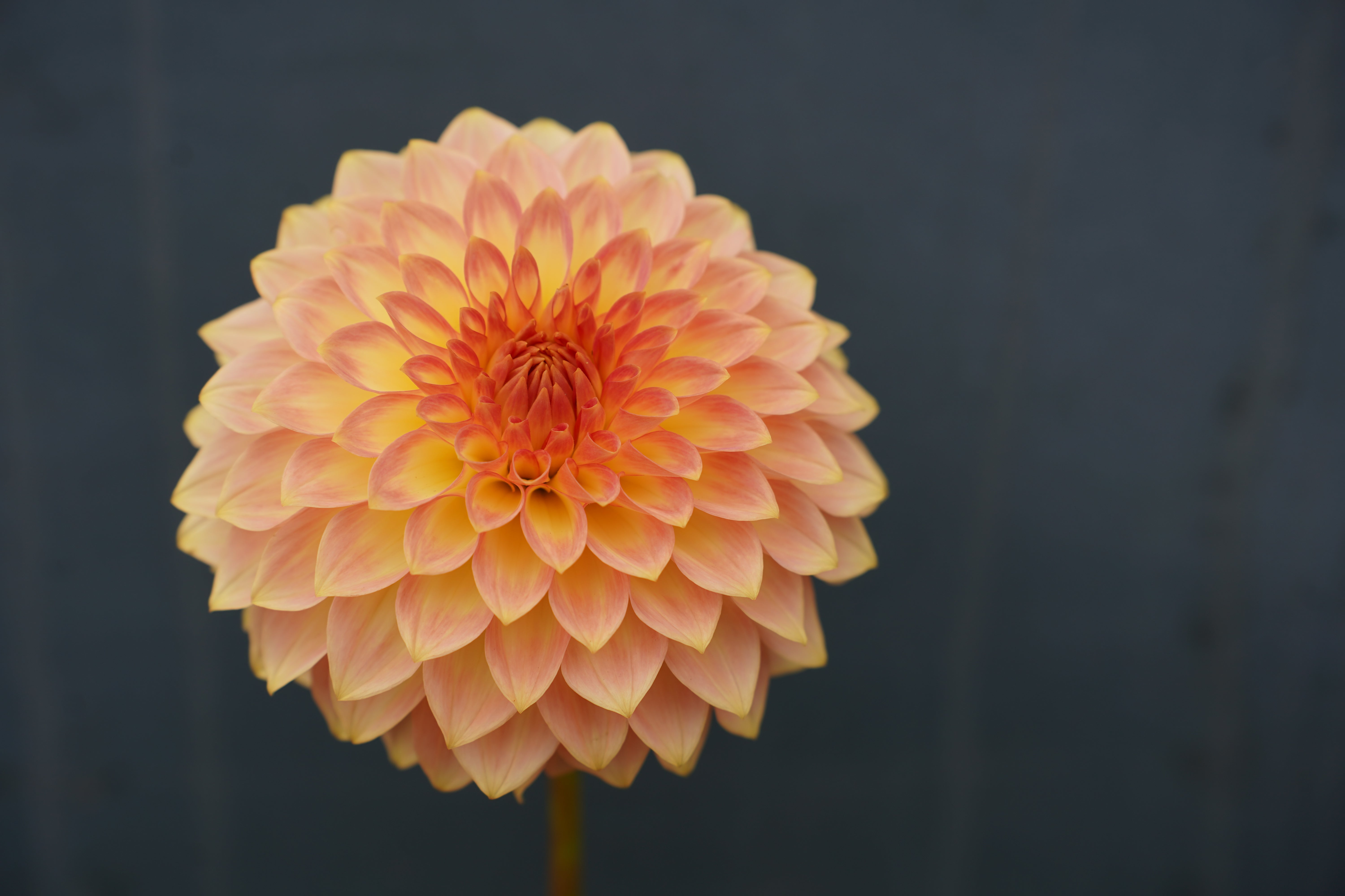 Oreti Adele Dahlia Tuber