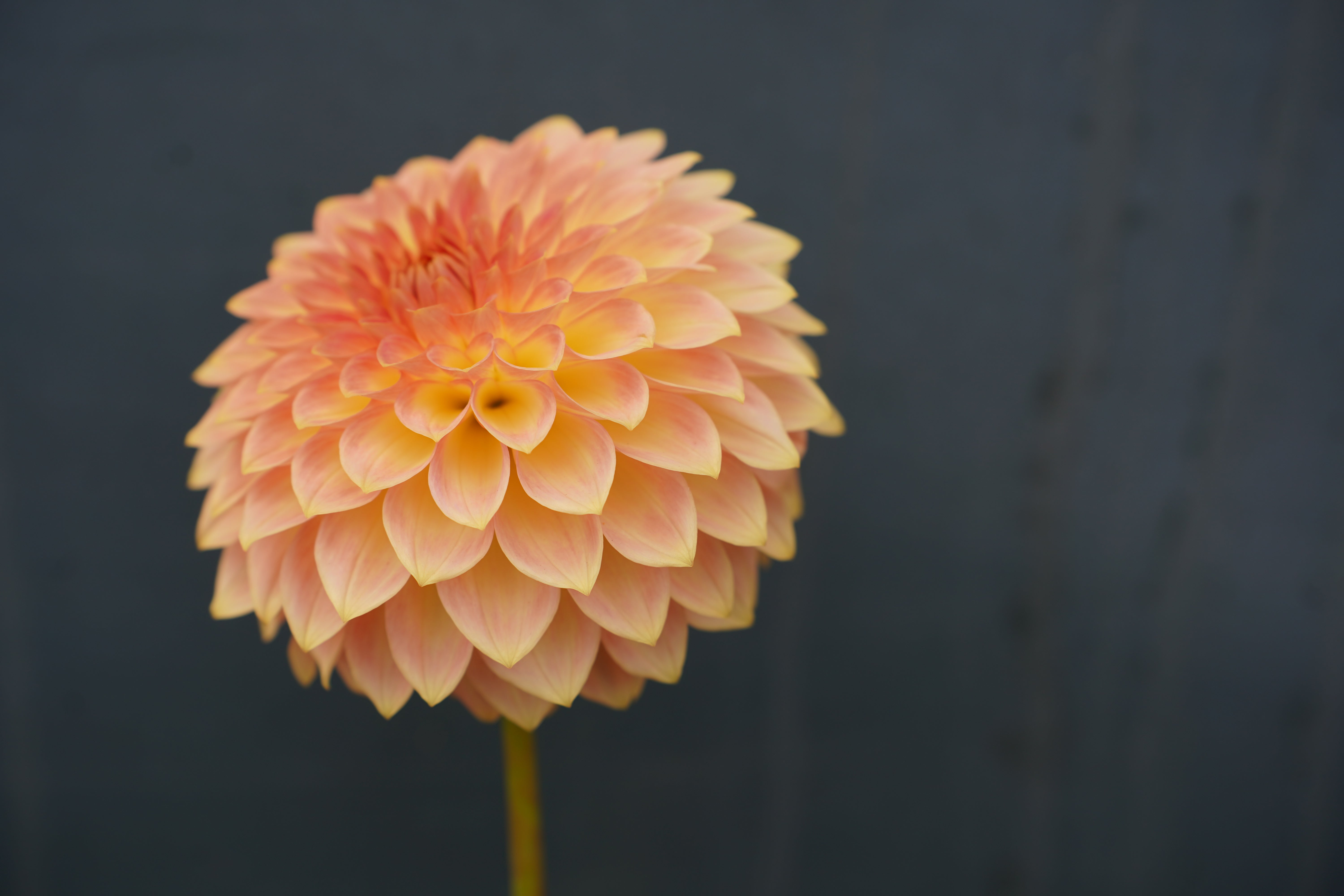 Oreti Adele Dahlia Tuber