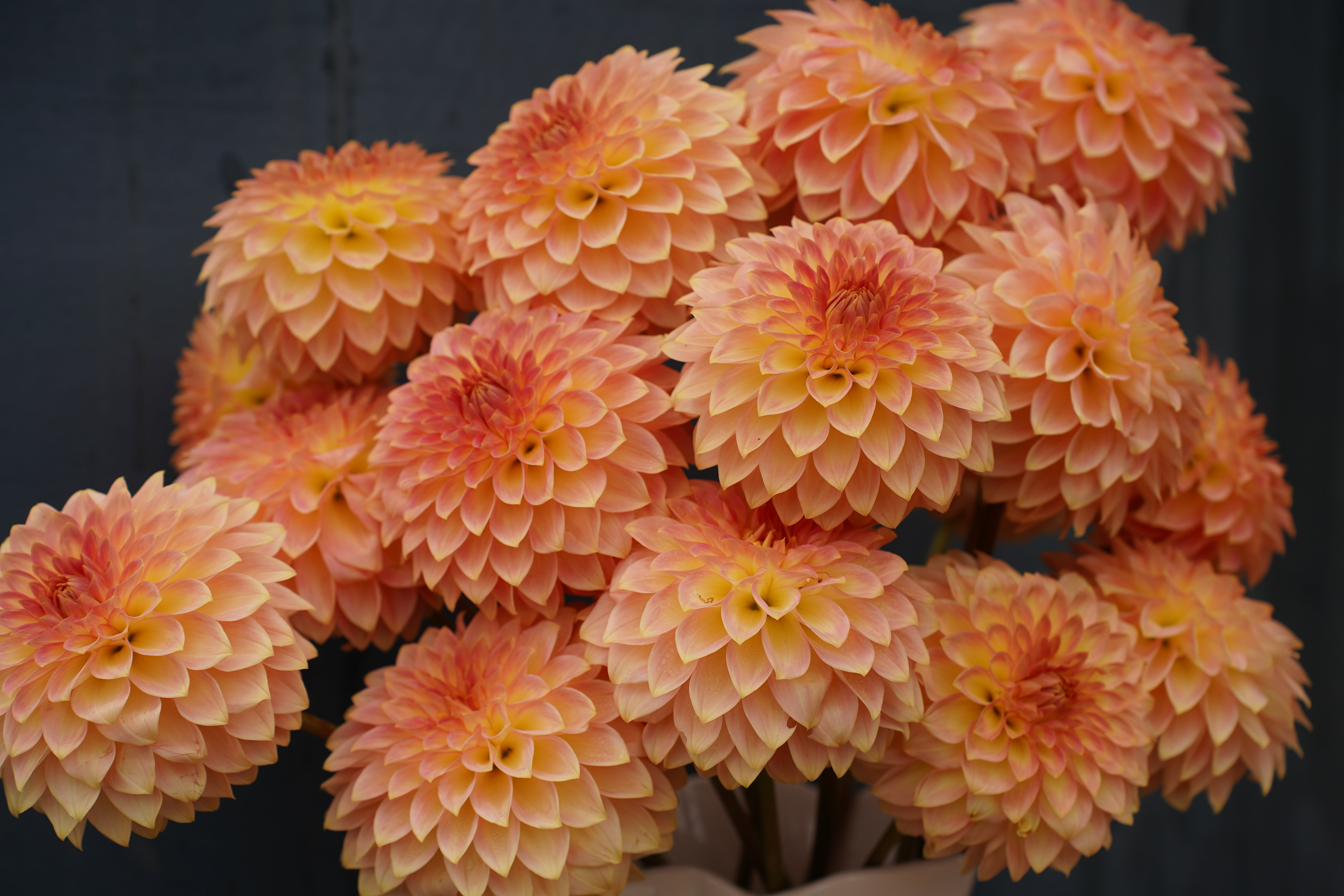 Oreti Adele Dahlia Tuber