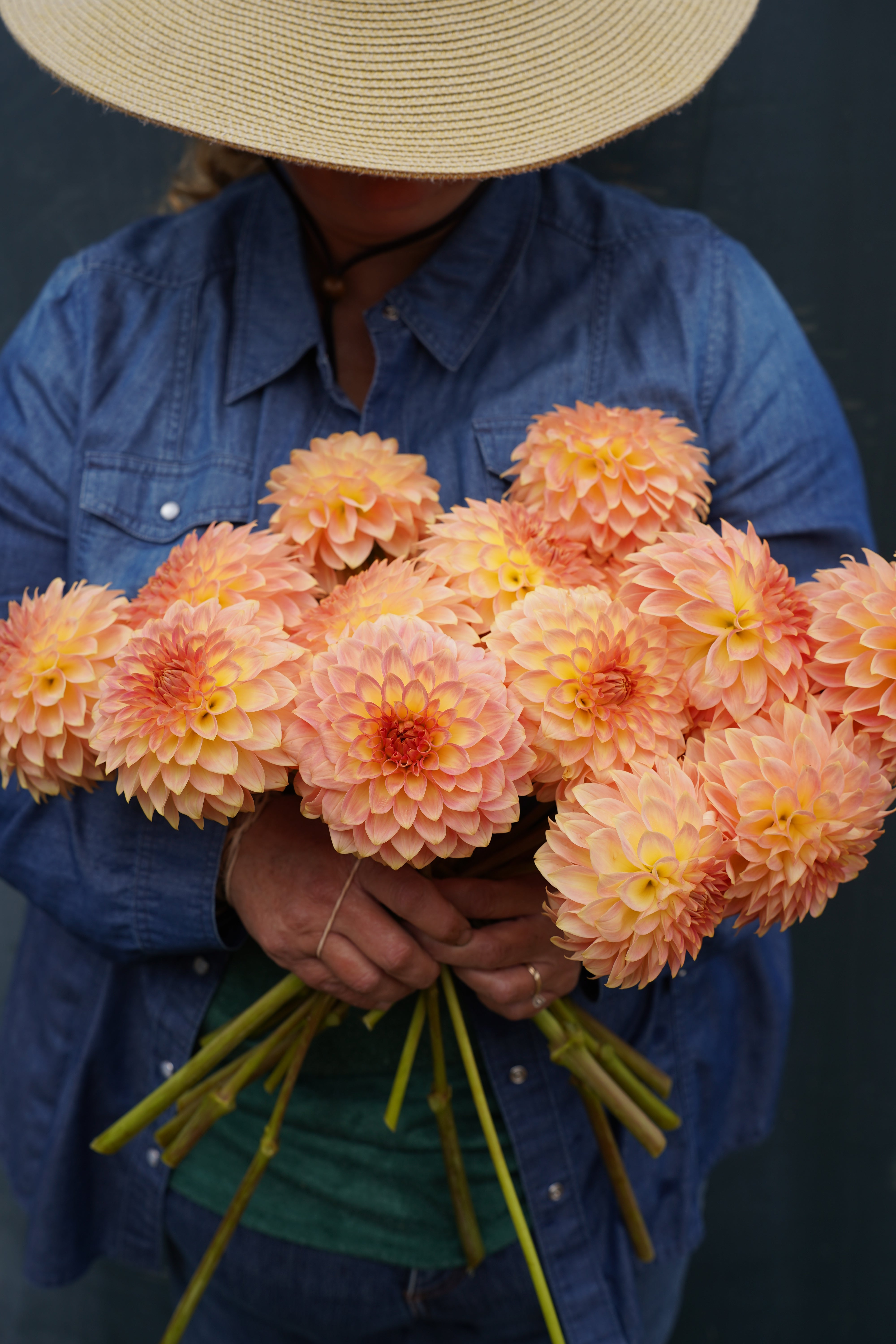 Oreti Adele Dahlia Tuber