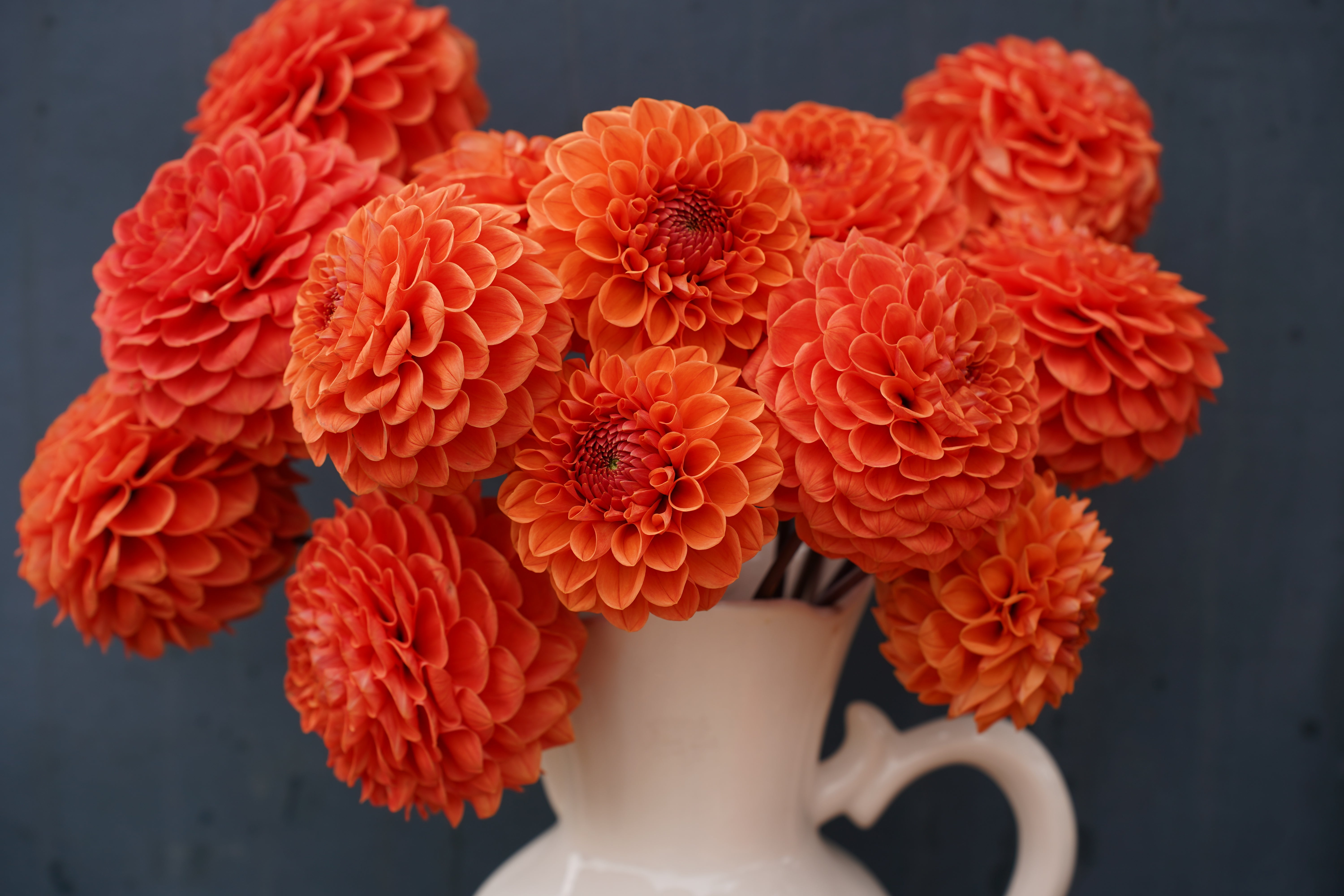 Tahoma Amble Dahlia Tuber