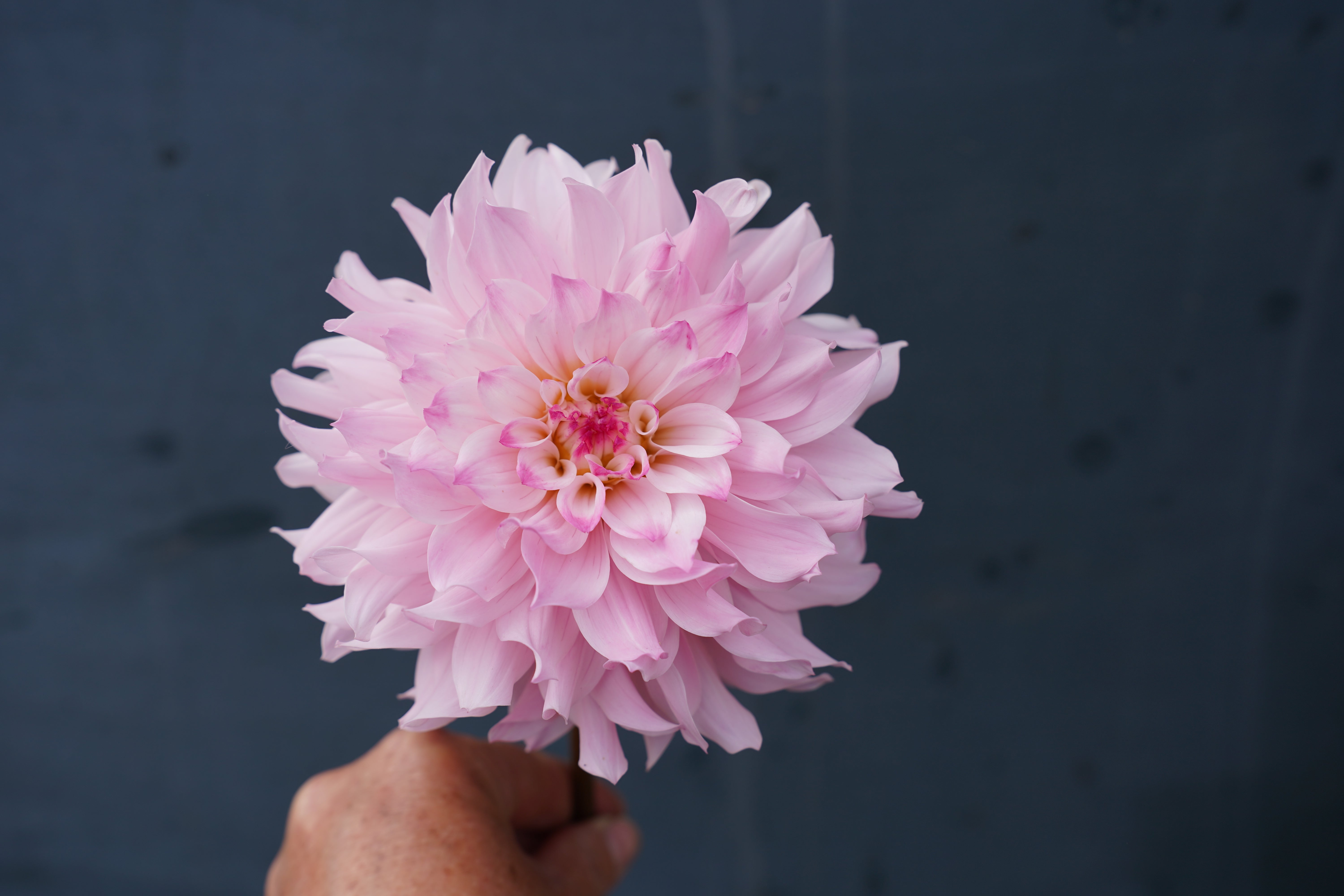 Neil's Pride Dahlia Tuber