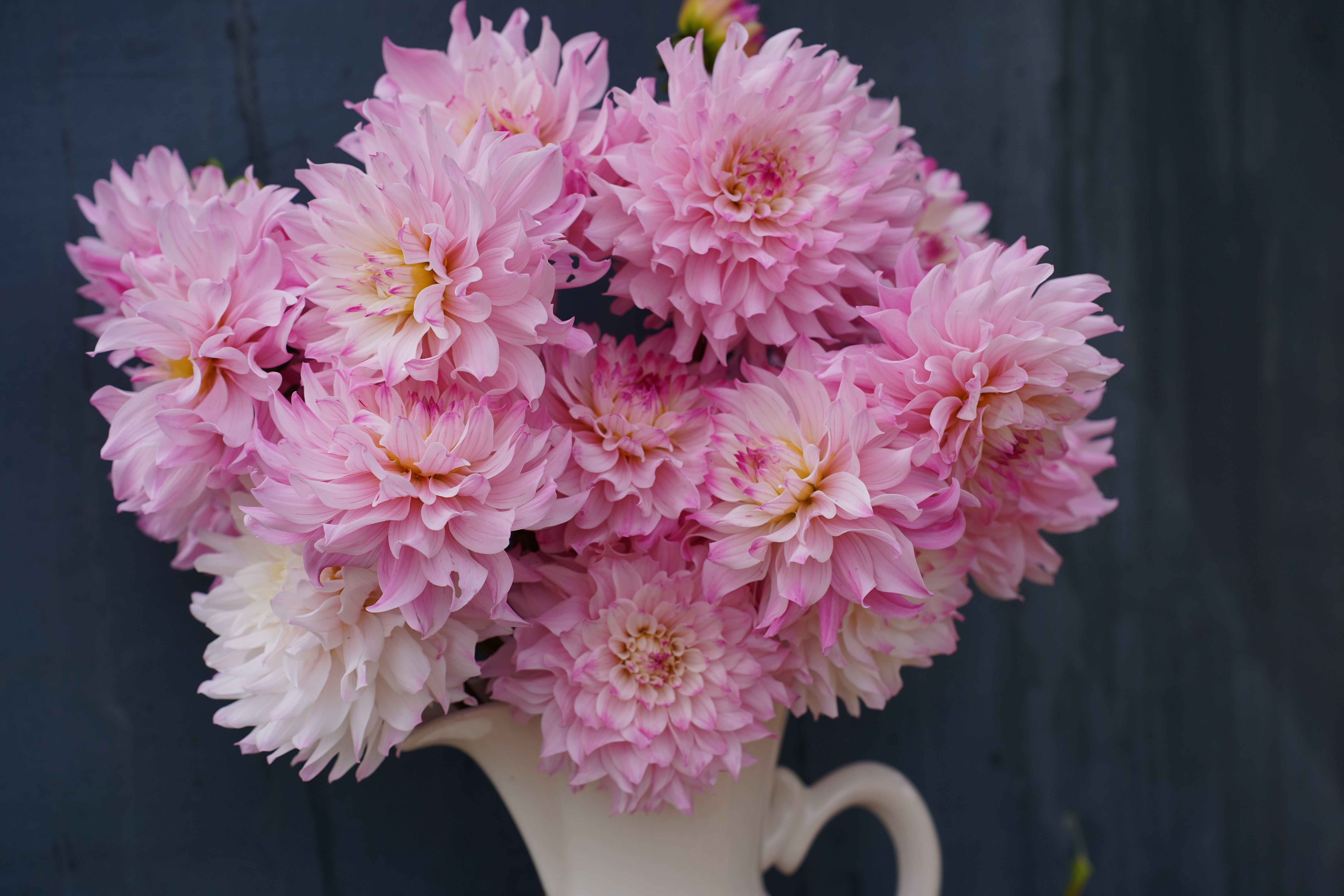 Neil's Pride Dahlia Tuber