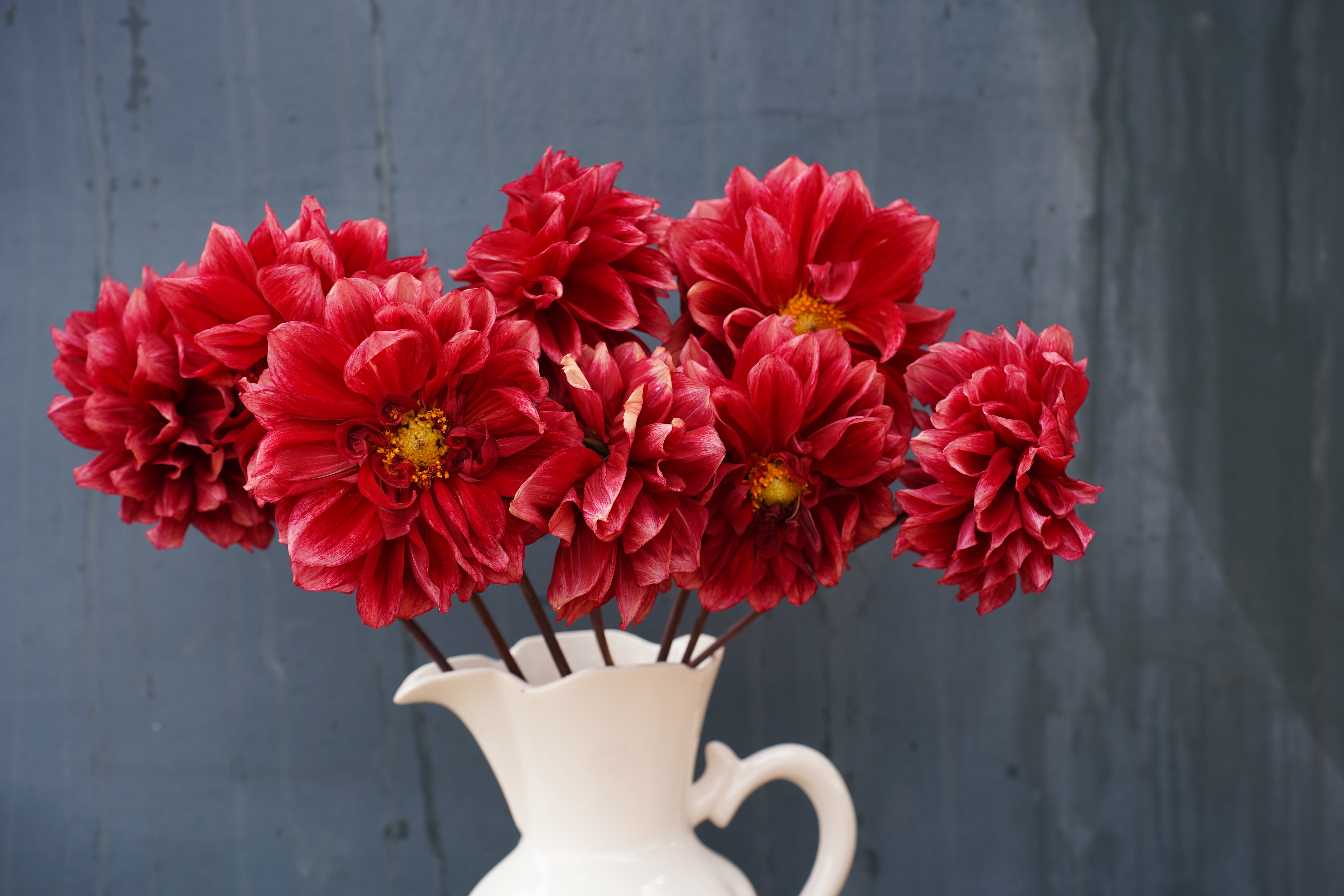 Bloomquist York Dahlia Tuber