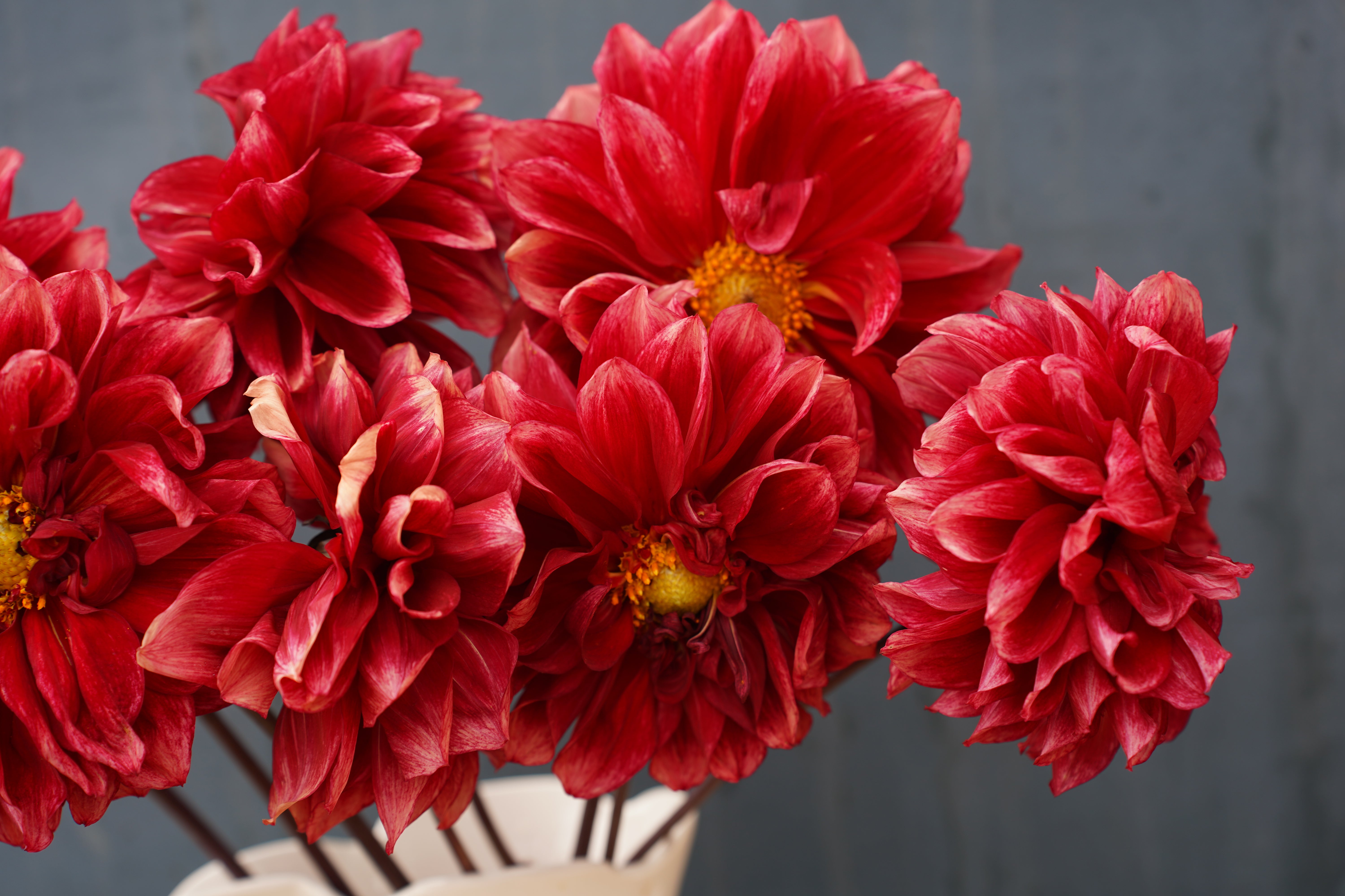 Bloomquist York Dahlia Tuber
