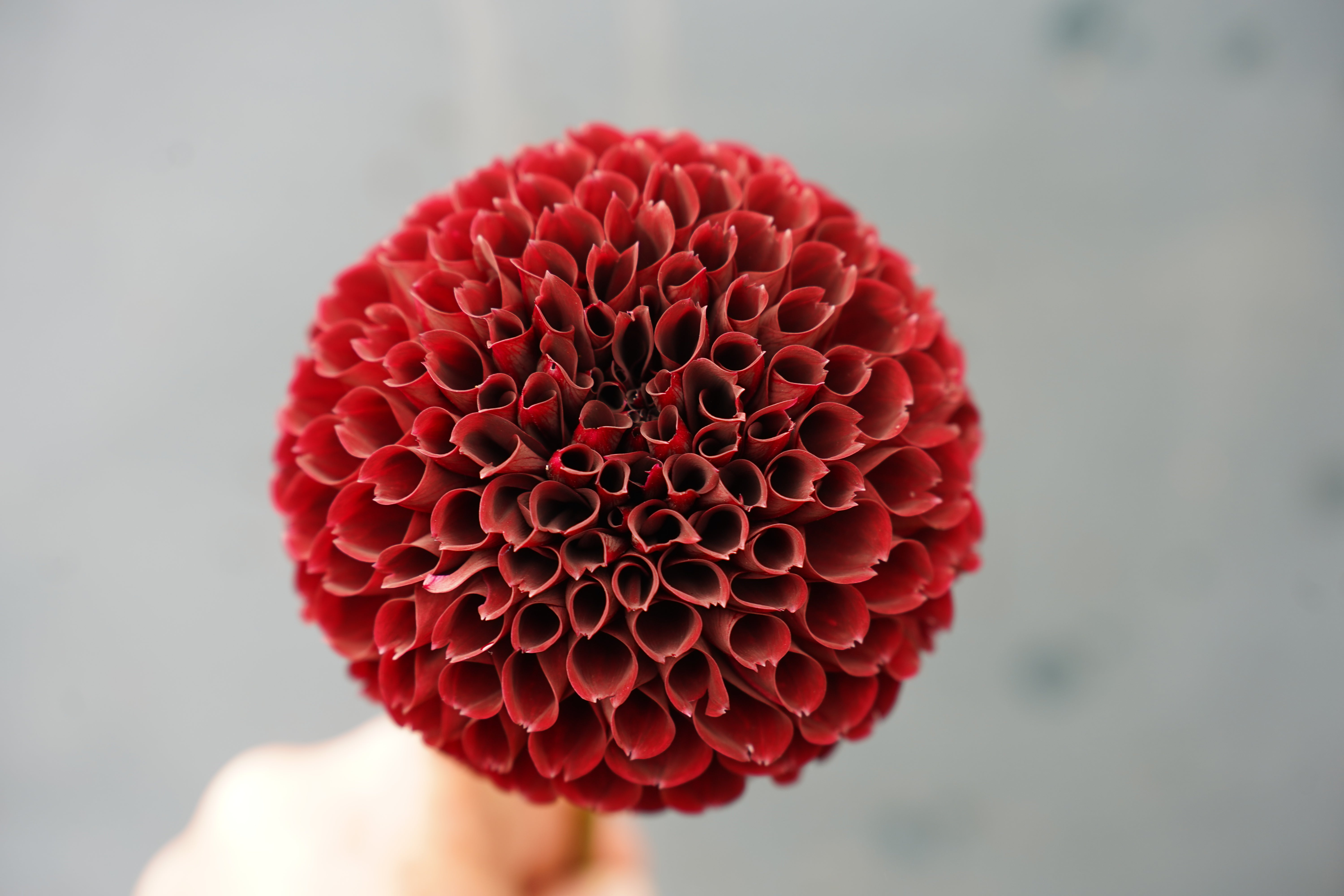 Jowey Mirella Dahlia Tuber
