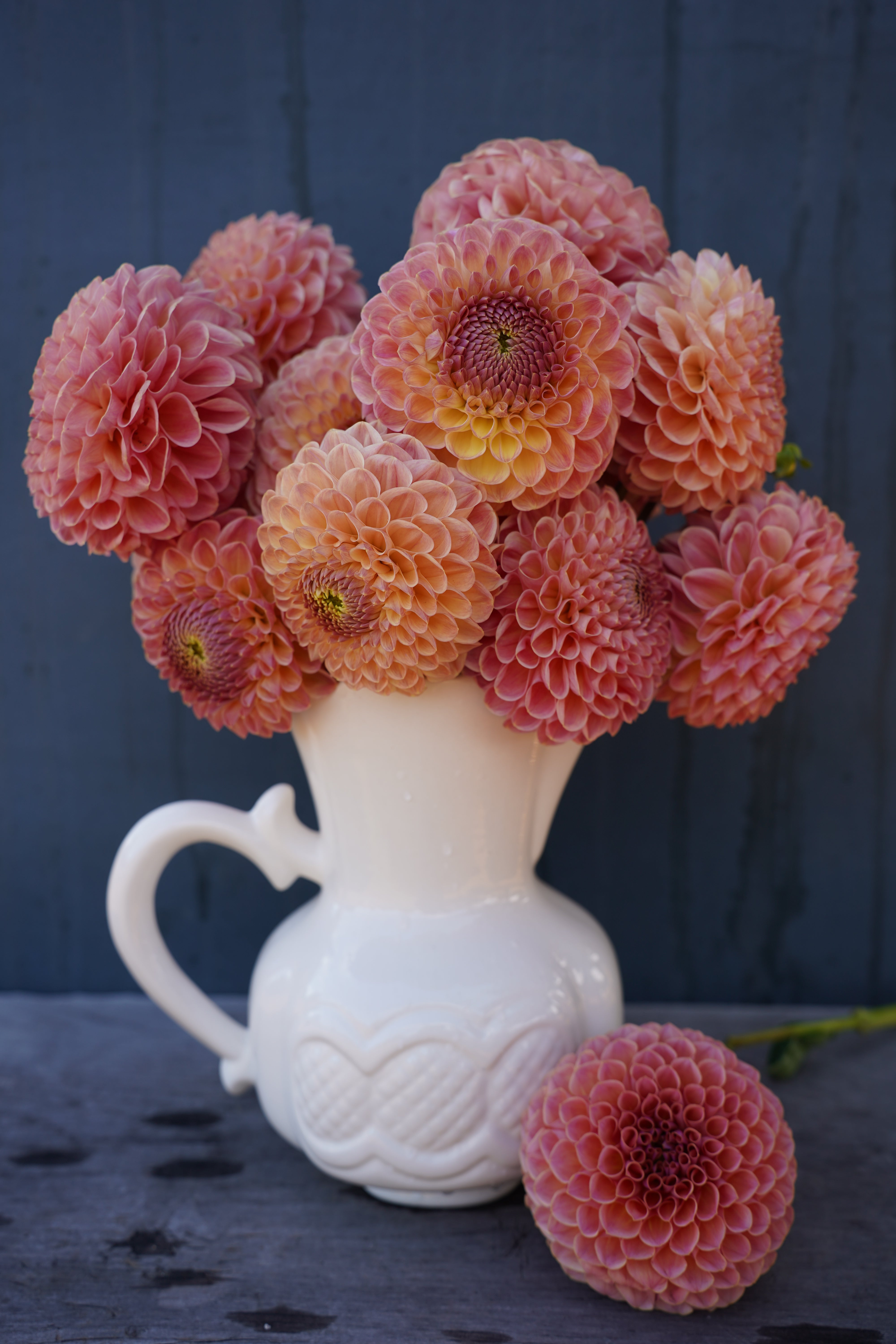 Clearview Peachy Dahlia Tuber