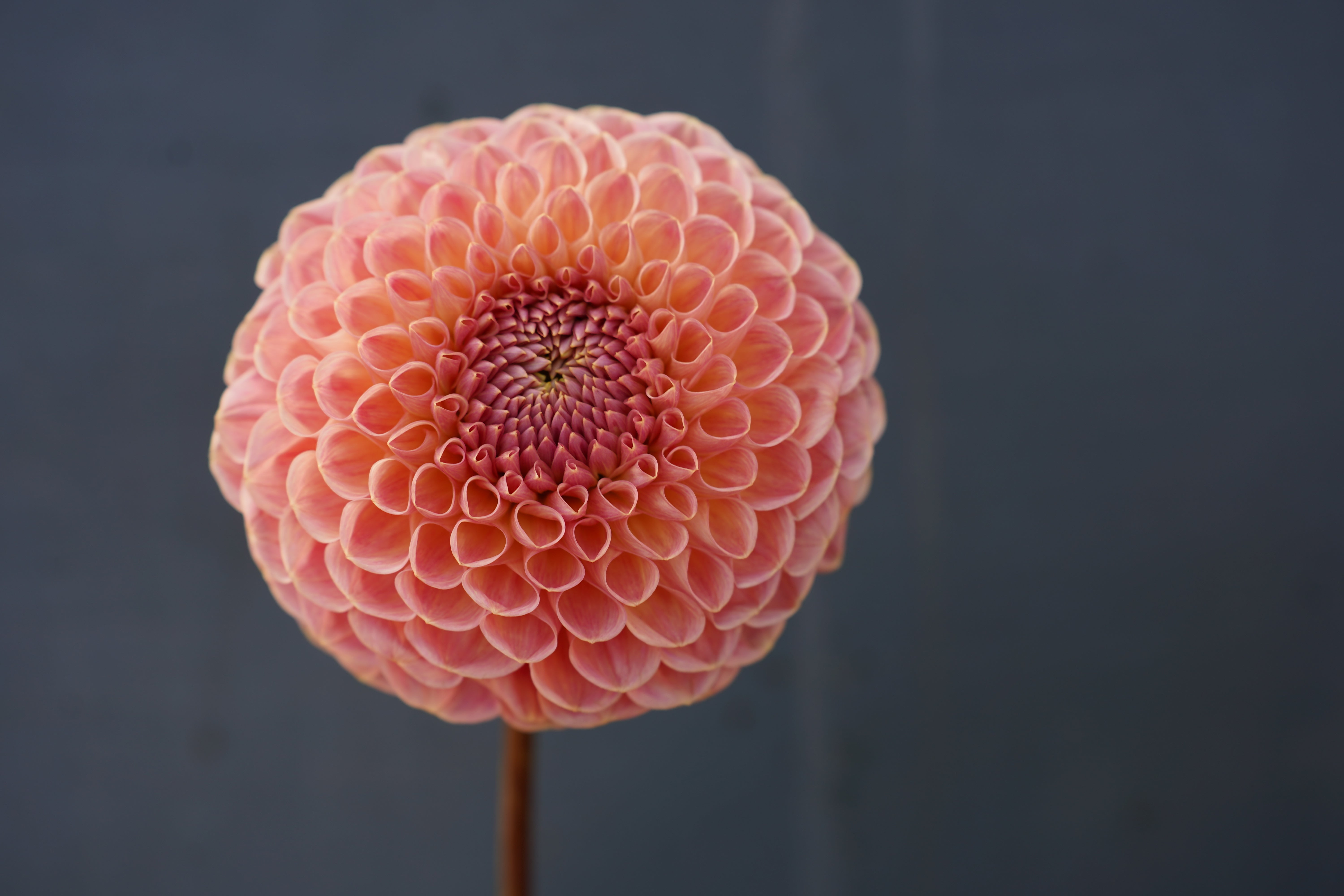 Clearview Peachy Dahlia Tuber