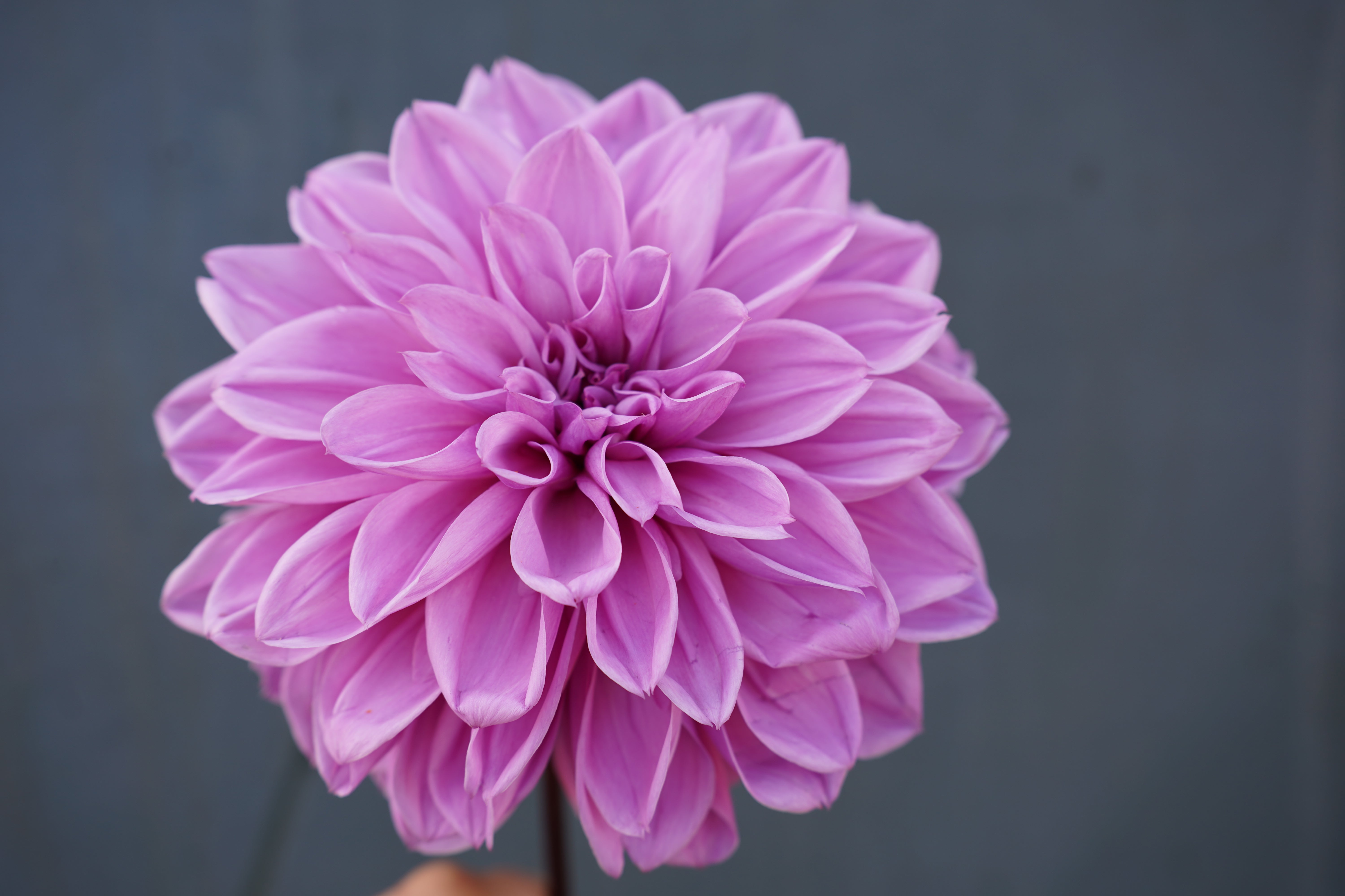 Lilac Time Dahlia Tuber