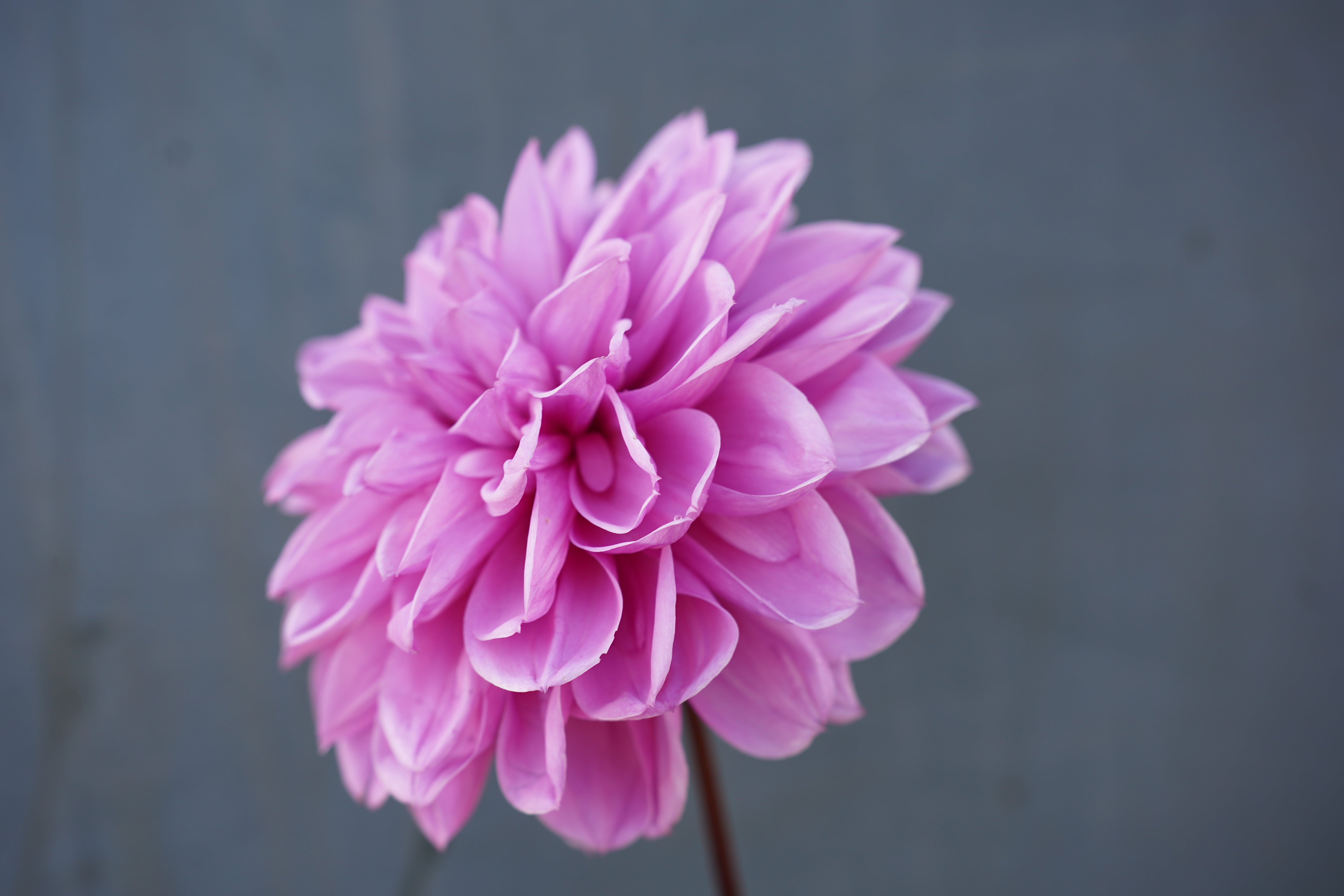 Lilac Time Dahlia Tuber