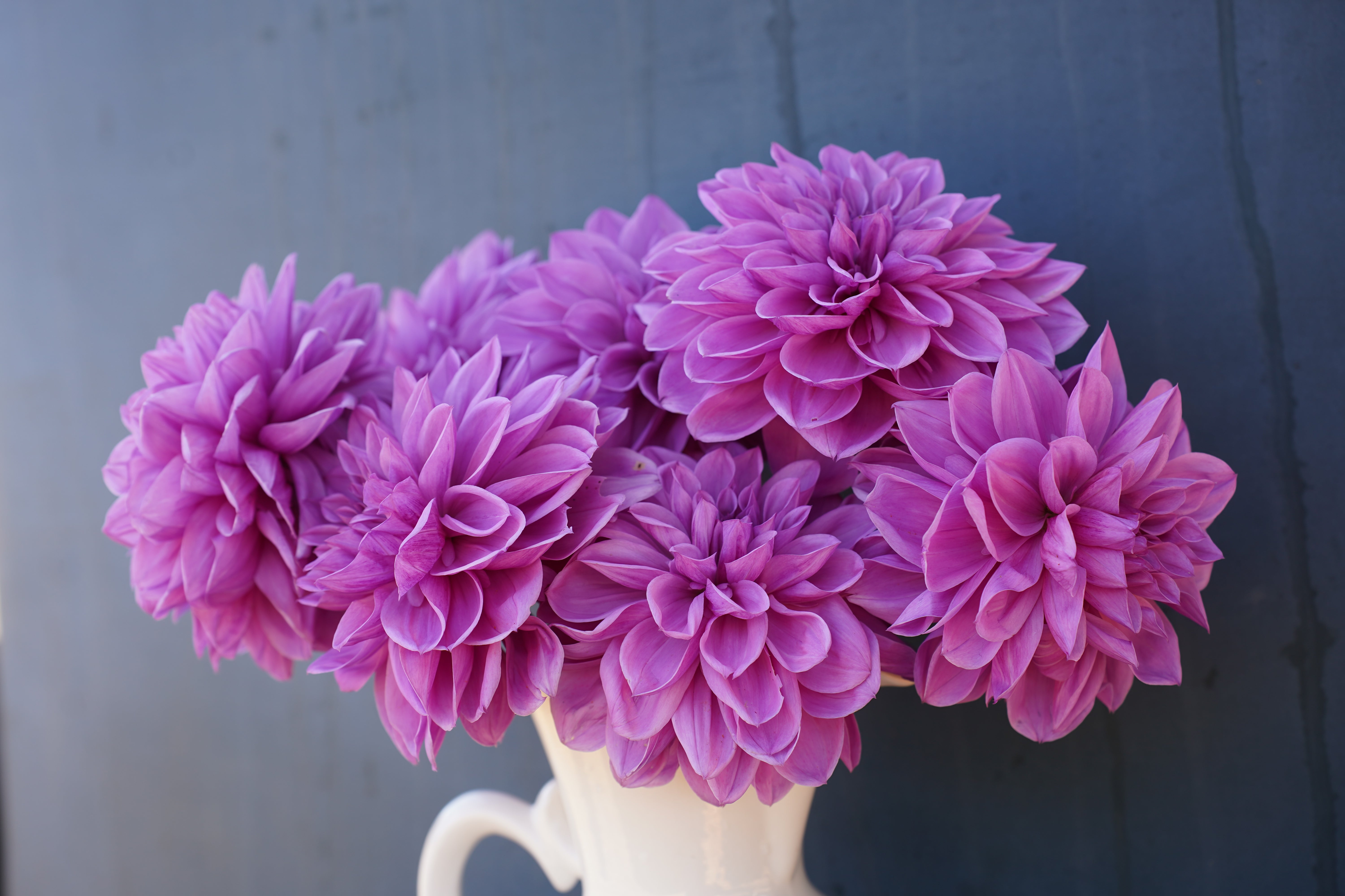 Lilac Time Dahlia Tuber