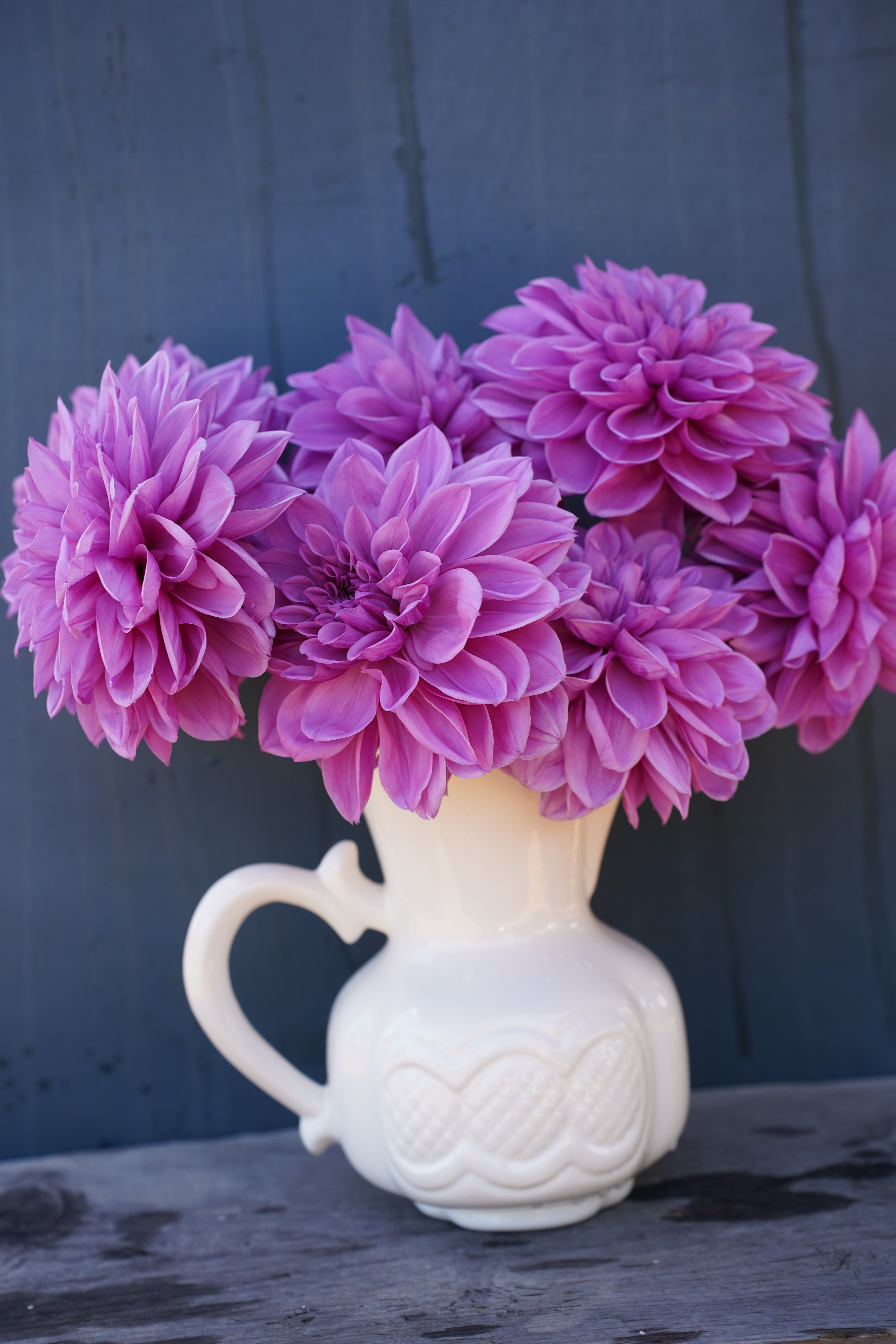 Lilac Time Dahlia Tuber
