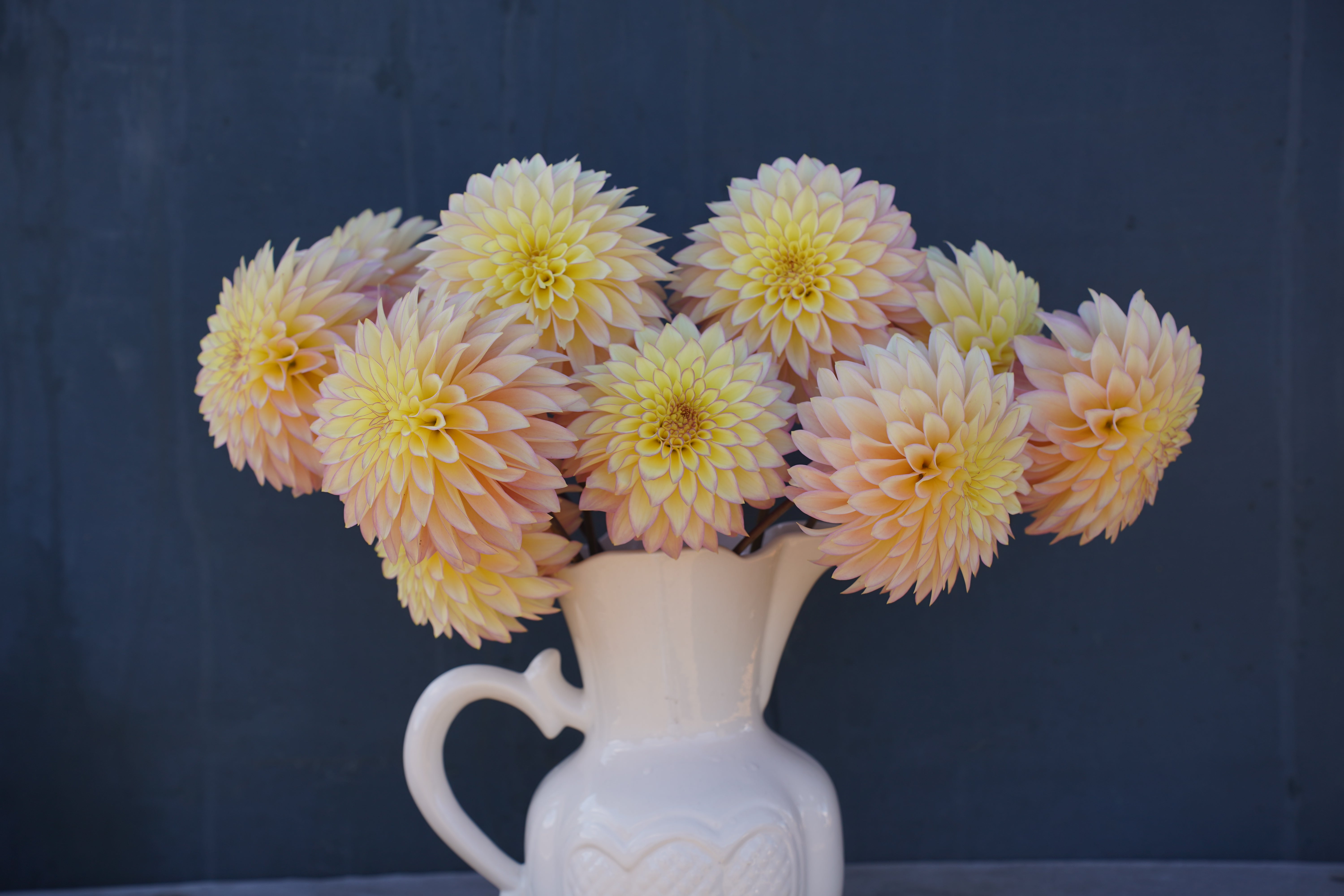 Bloomquist Blush Dahlia Tuber