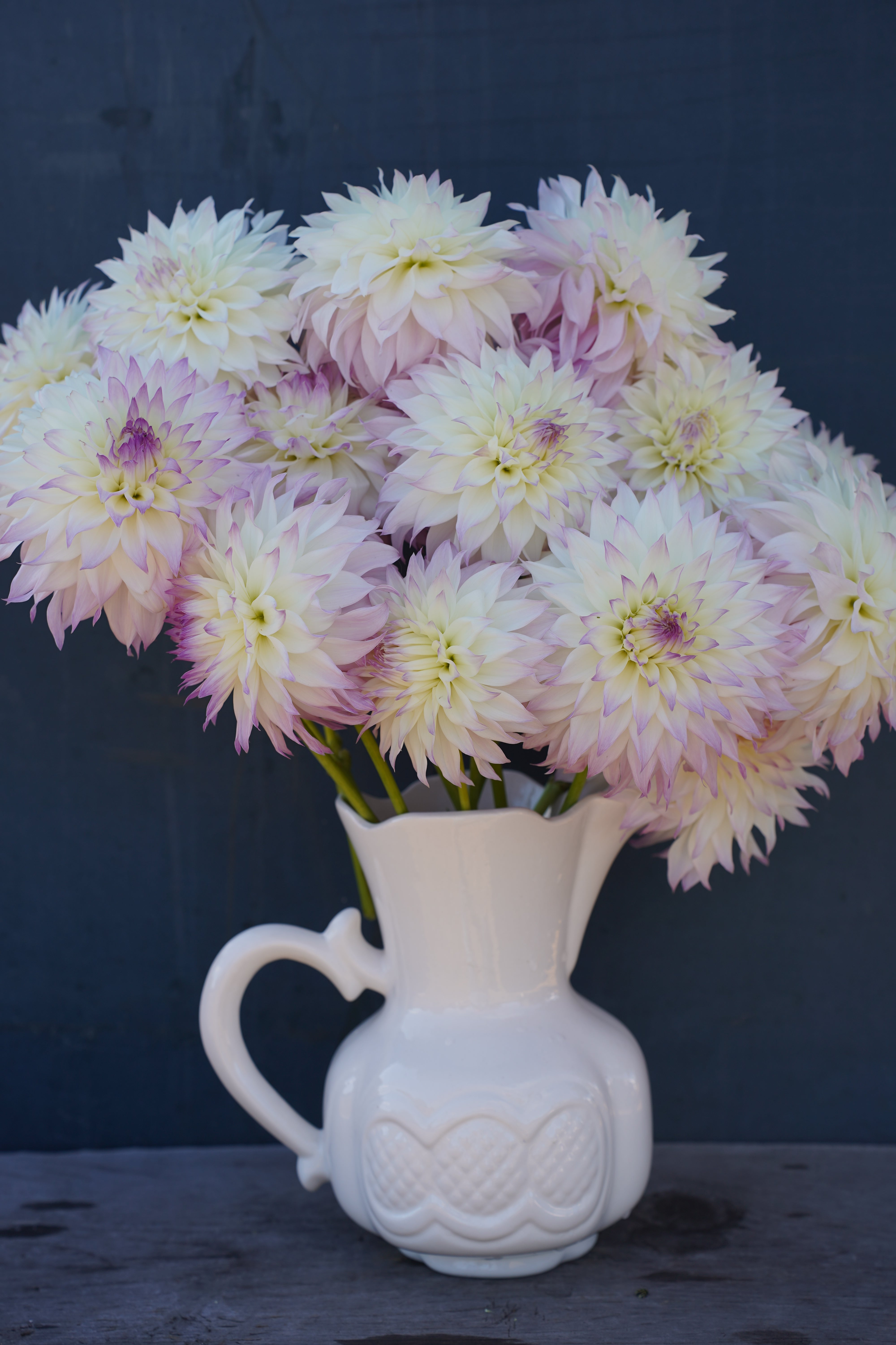 Bloomquist Sterling Dahlia Tuber