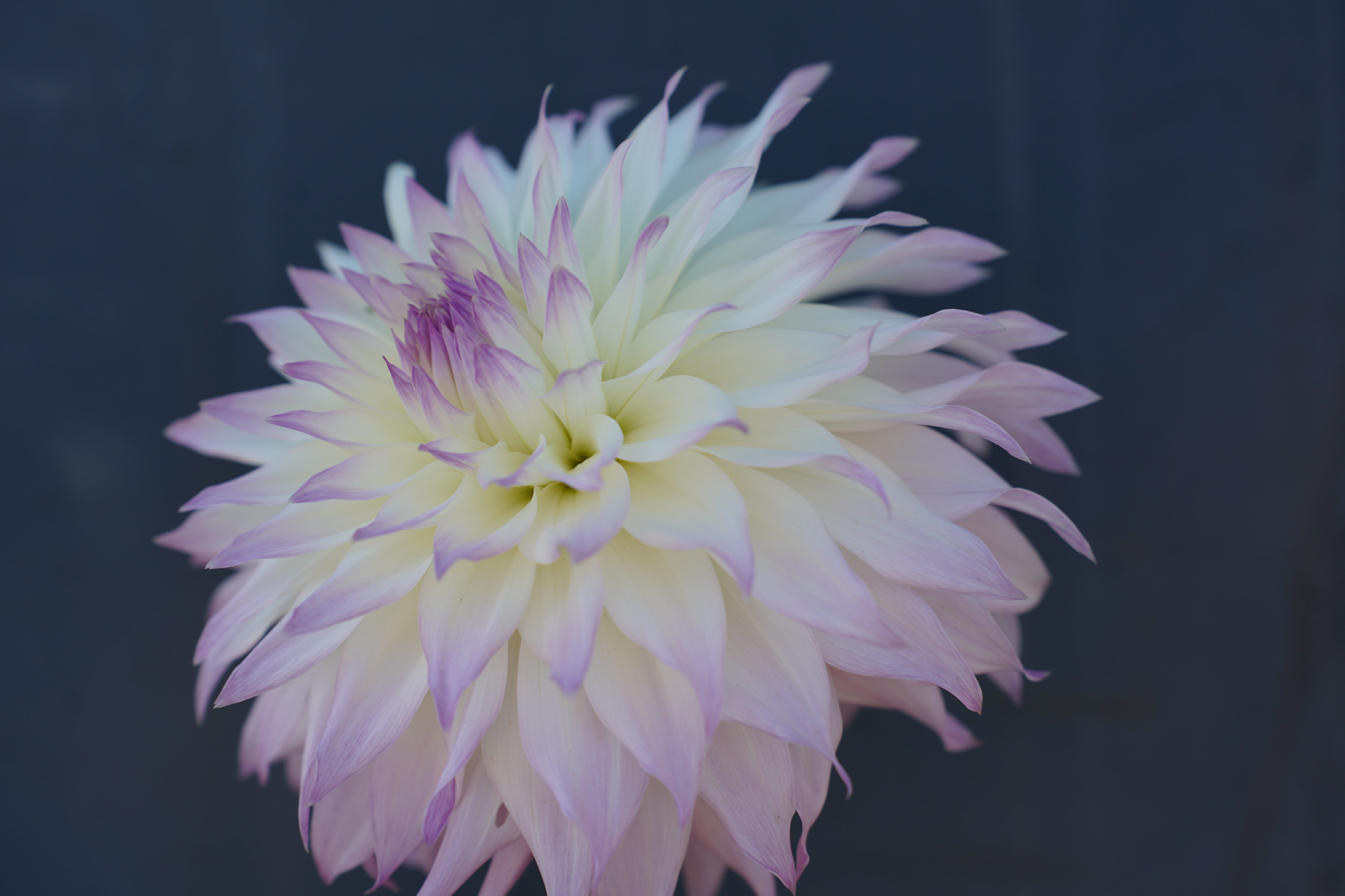 Bloomquist Sterling Dahlia Tuber