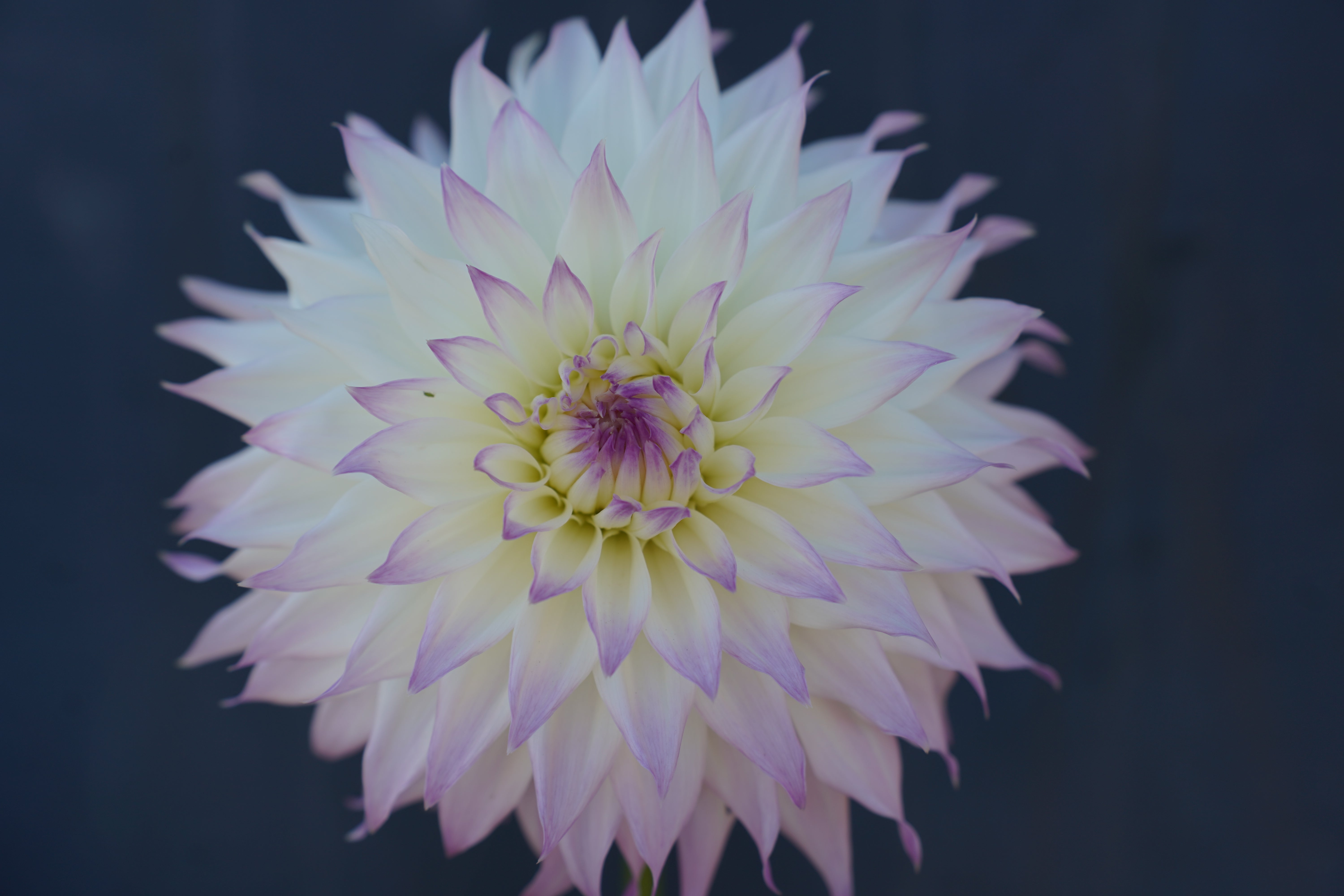 Bloomquist Sterling Dahlia Tuber