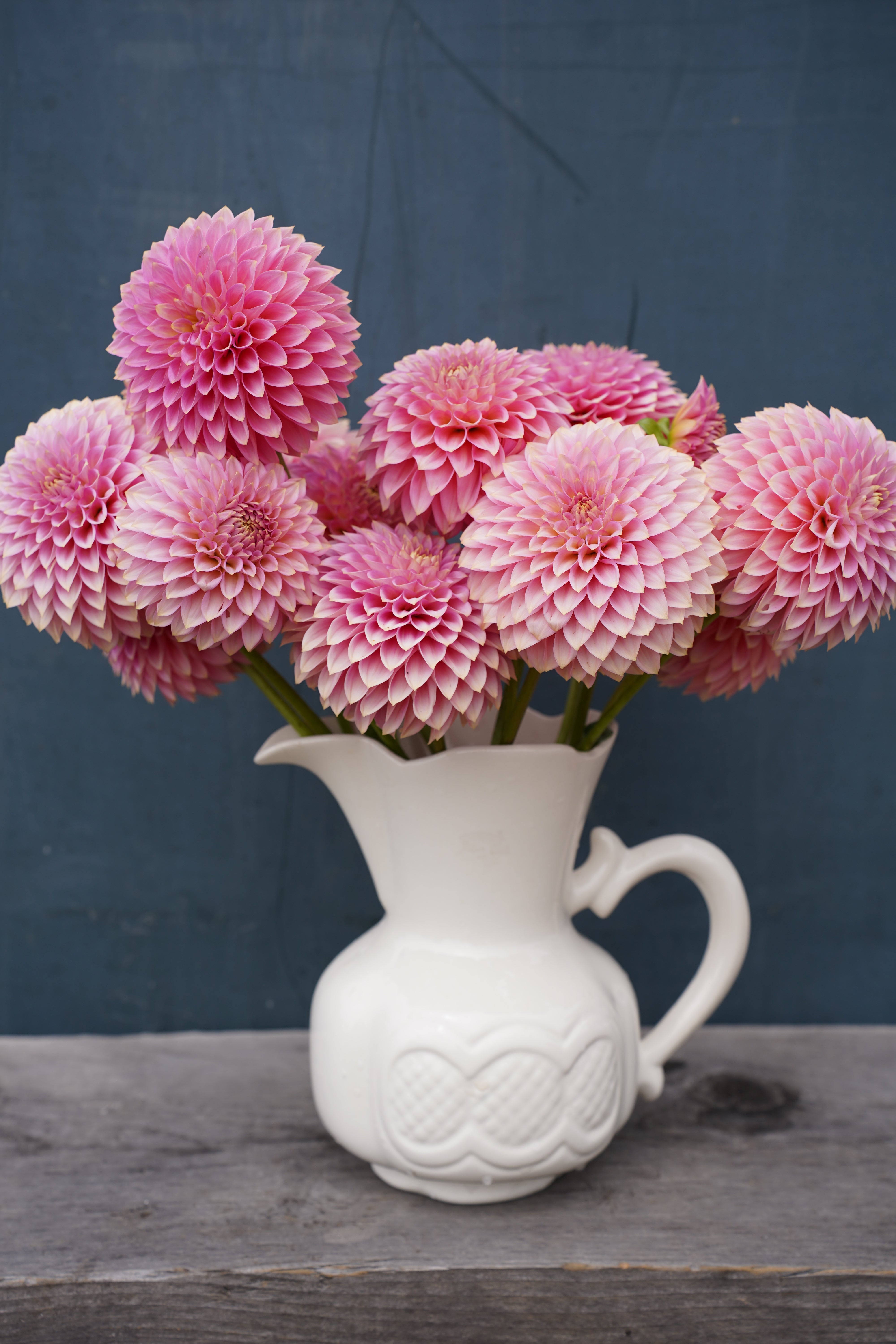 Bloomquist Pink Parfait Dahlia Tuber