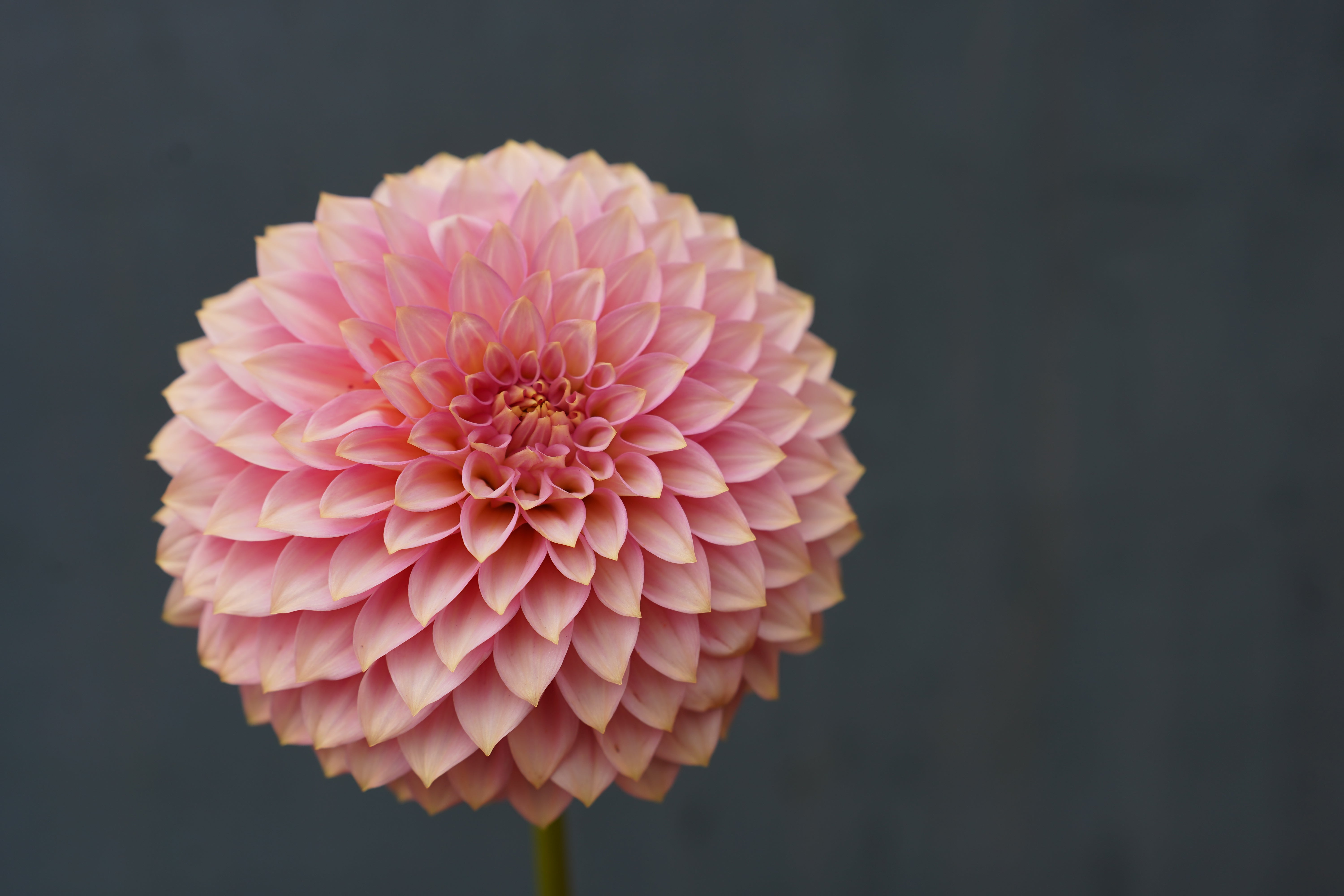 Bloomquist Pink Parfait Dahlia Tuber