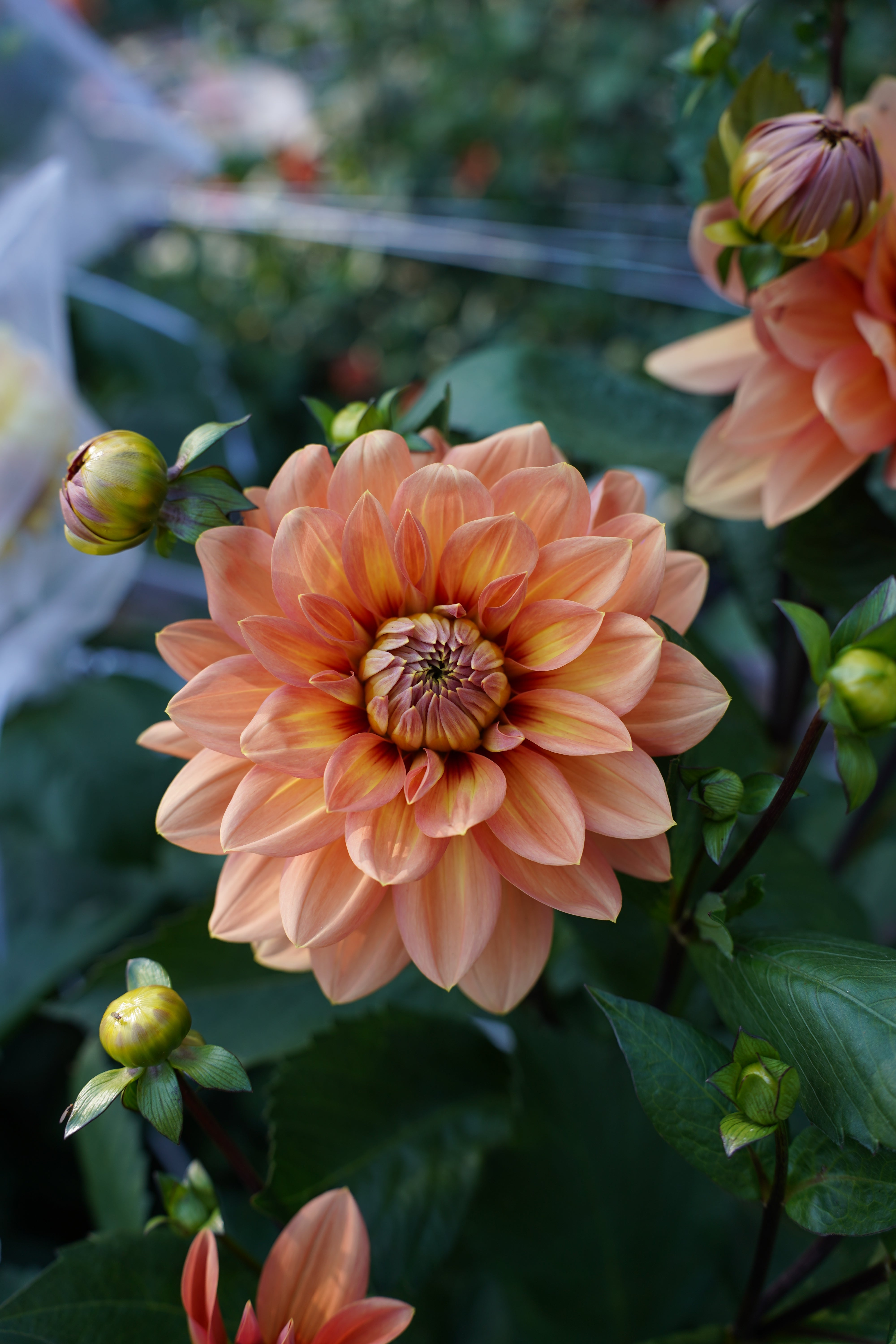 Nicholas Dahlia Tuber