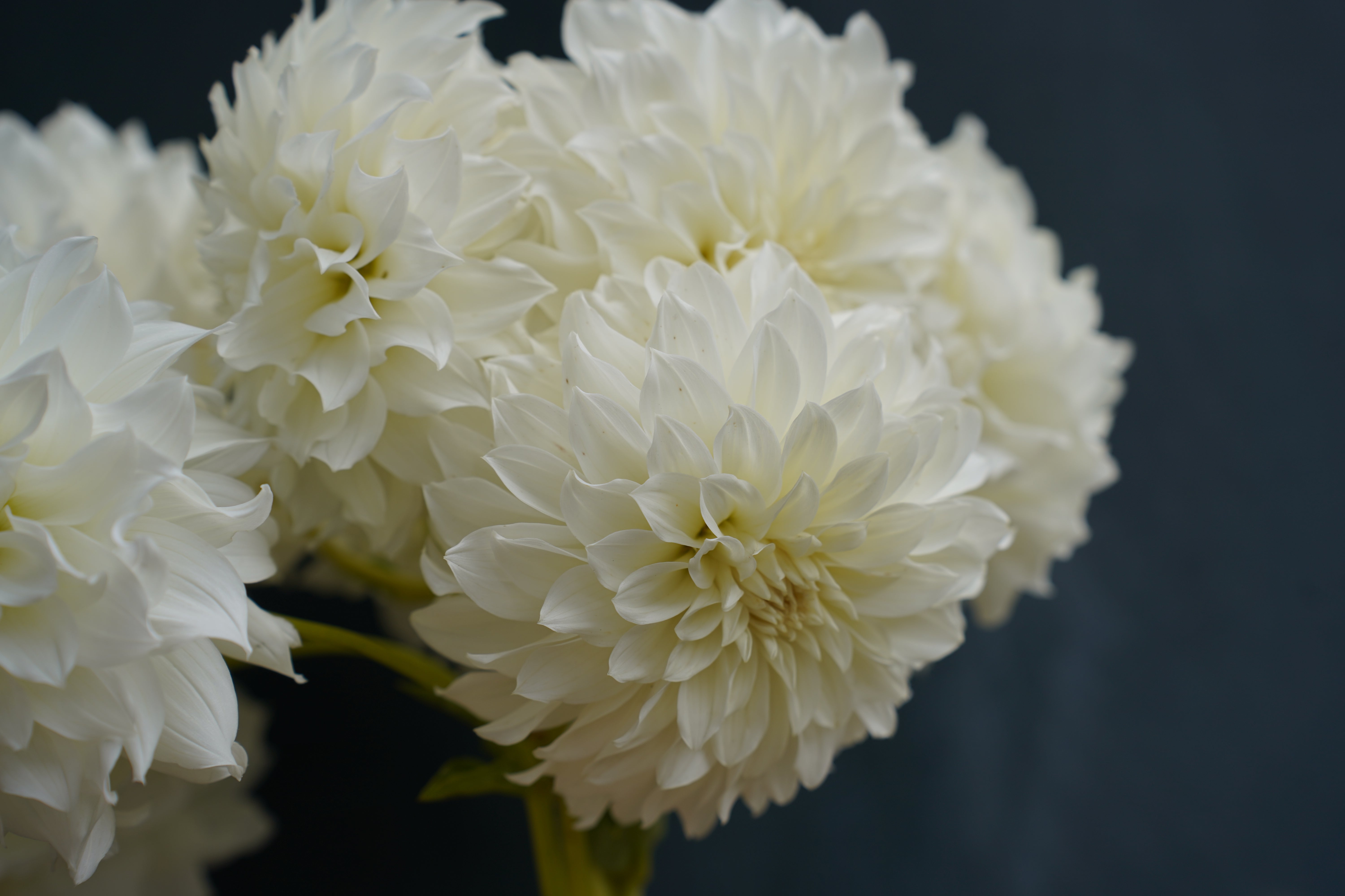 Center Court Dahlia Tuber