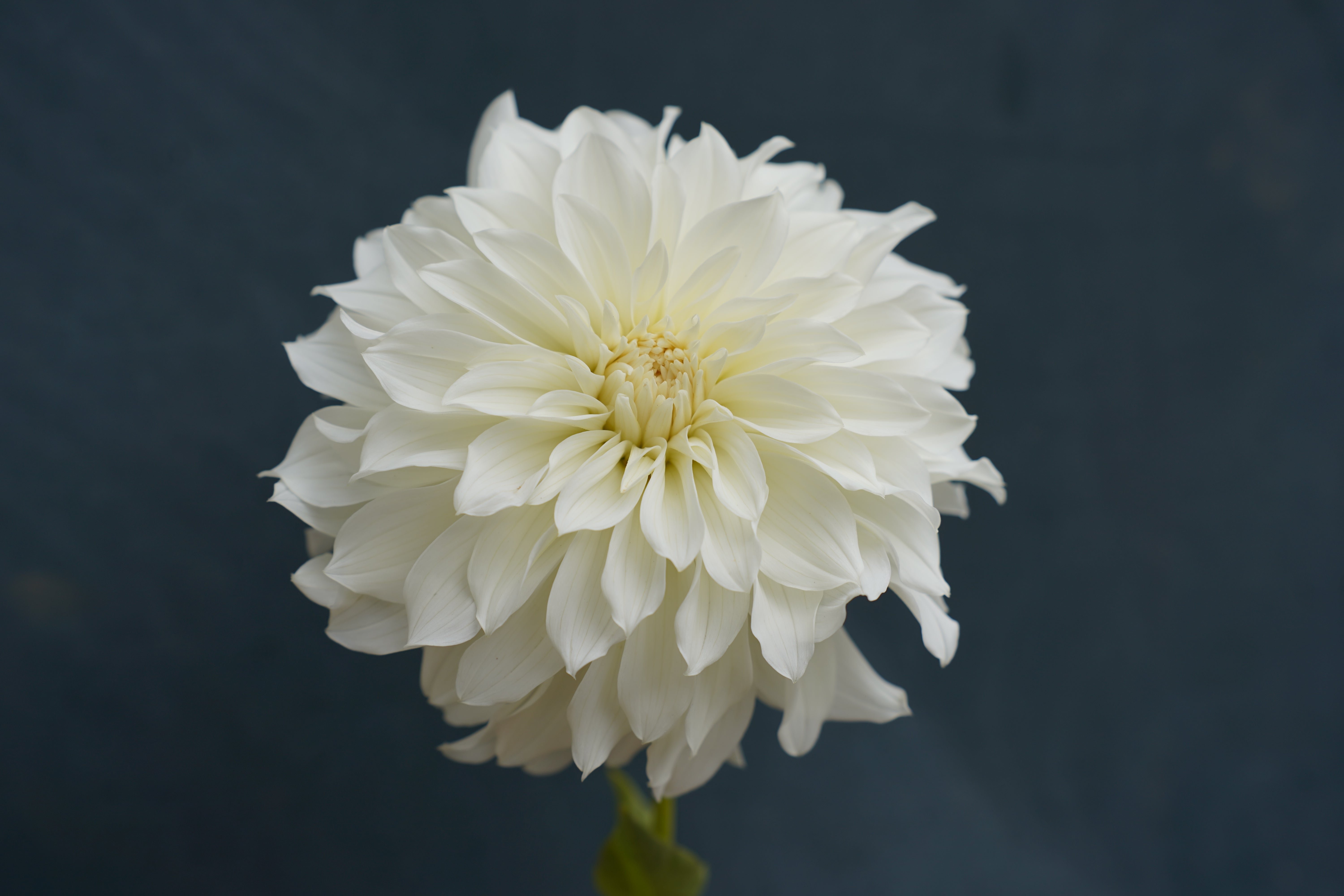 Center Court Dahlia Tuber