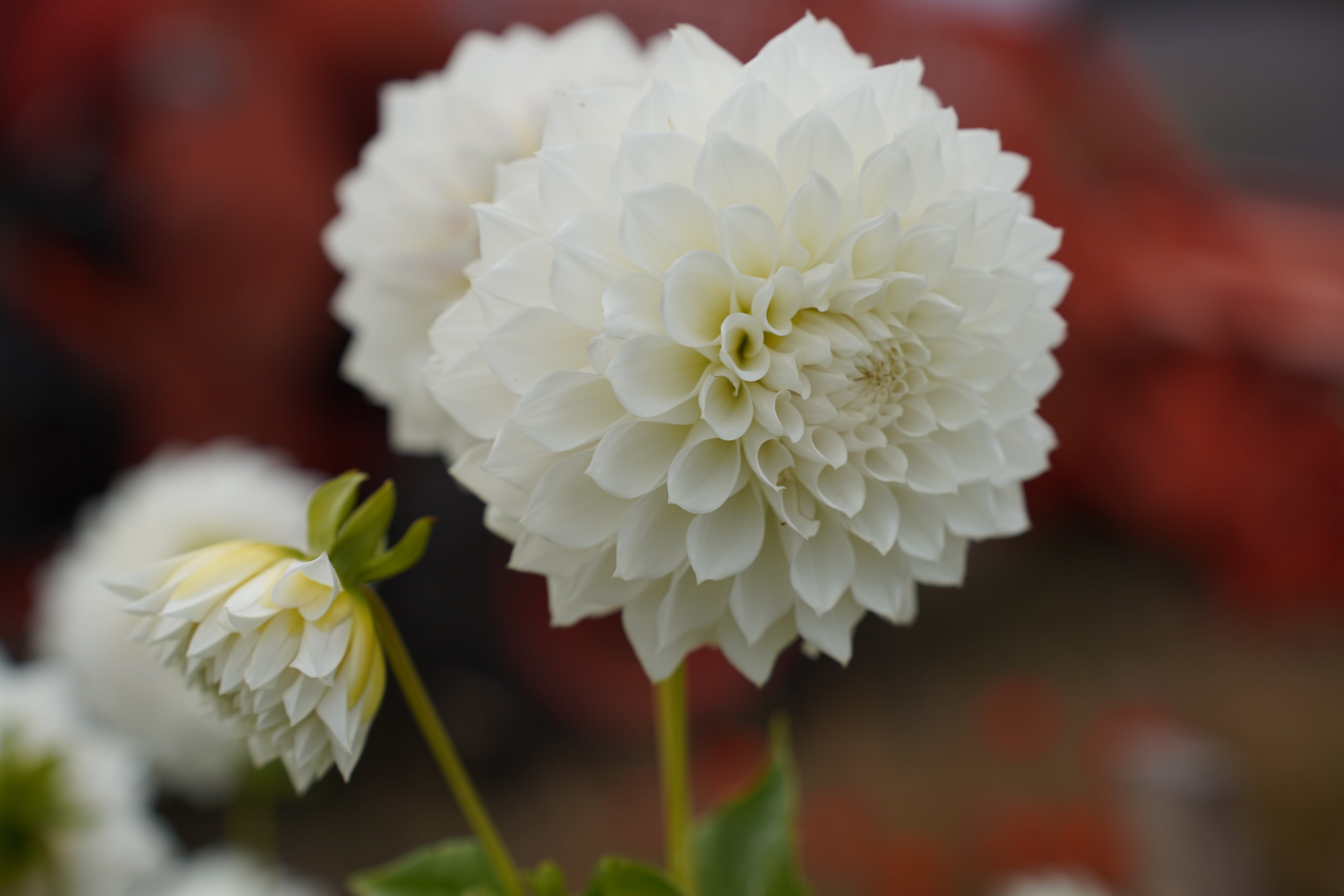 KA's® Bella Luna Dahlia Tuber