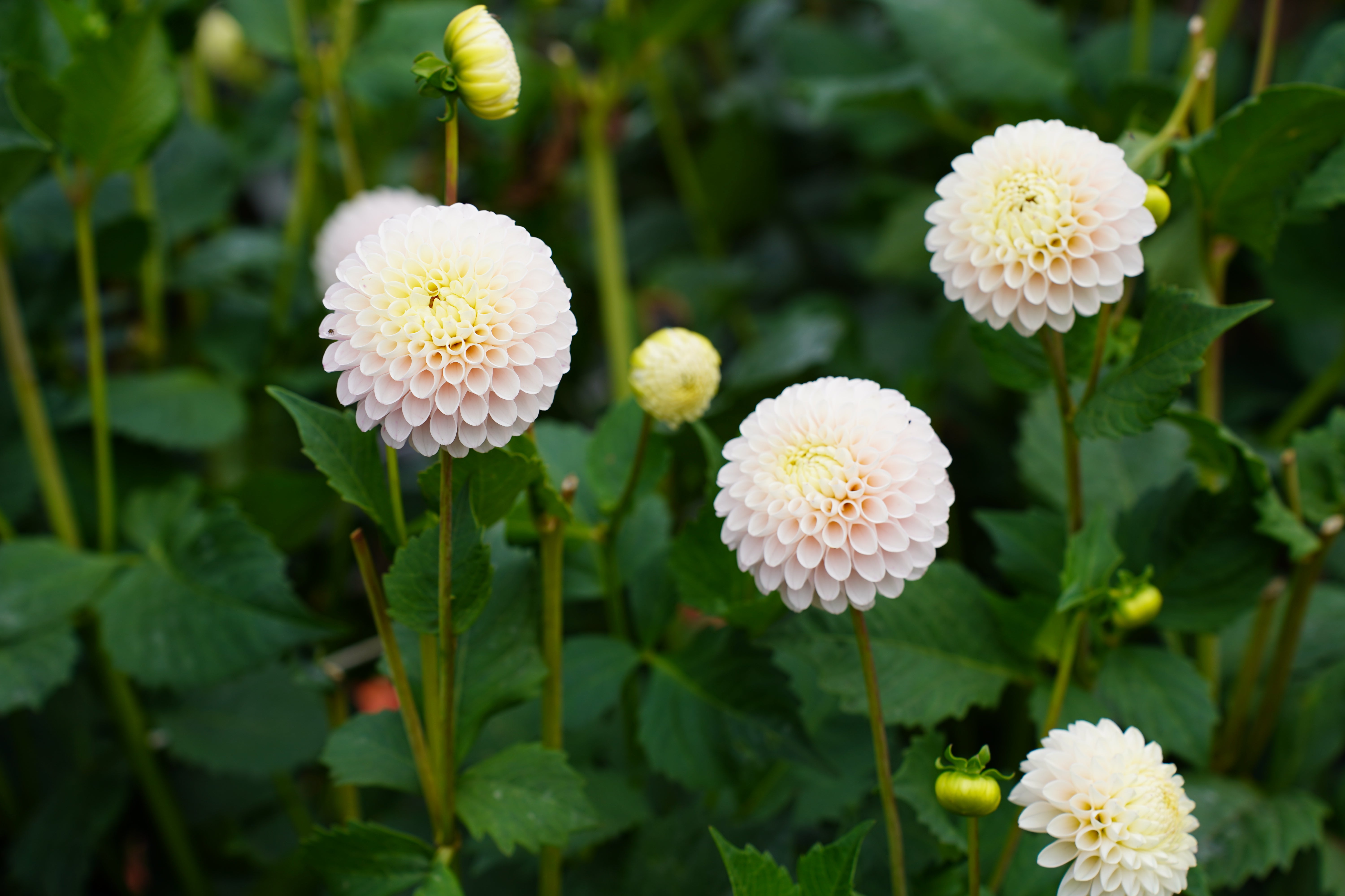 Camano Zoe Dahlia Tuber