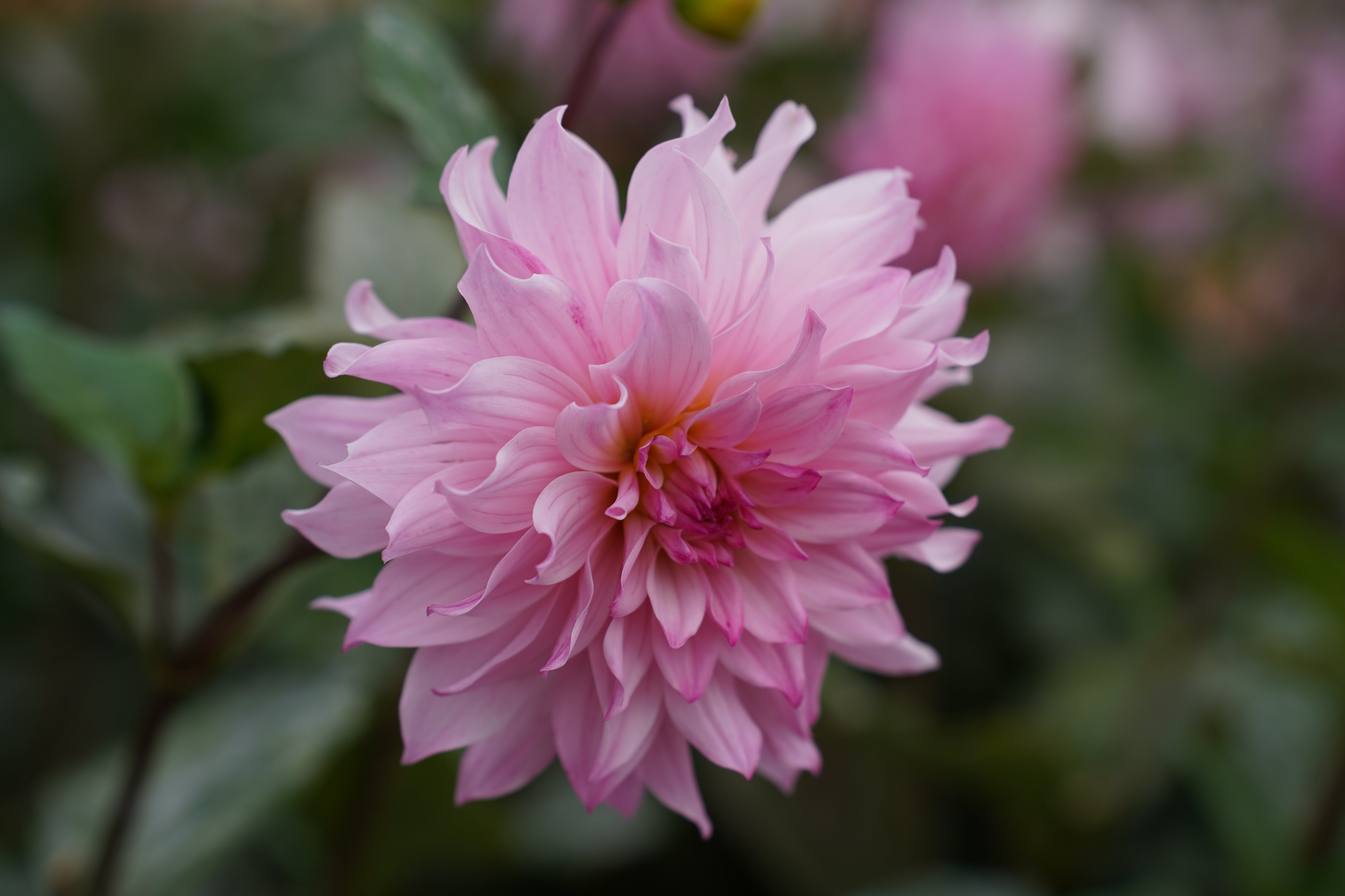 Neil's Pride Dahlia Tuber