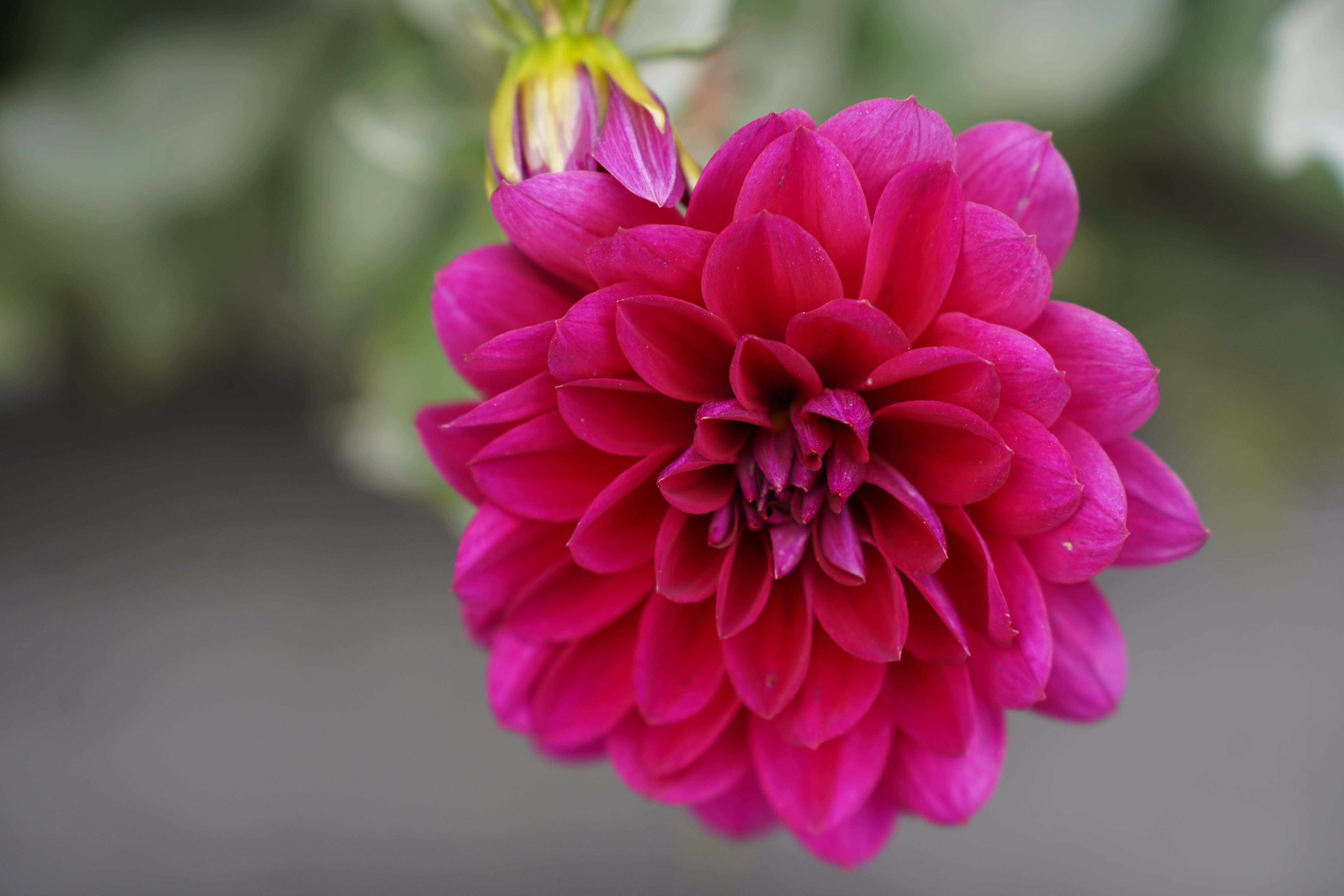 Sandia Bertha Dahlia Tuber
