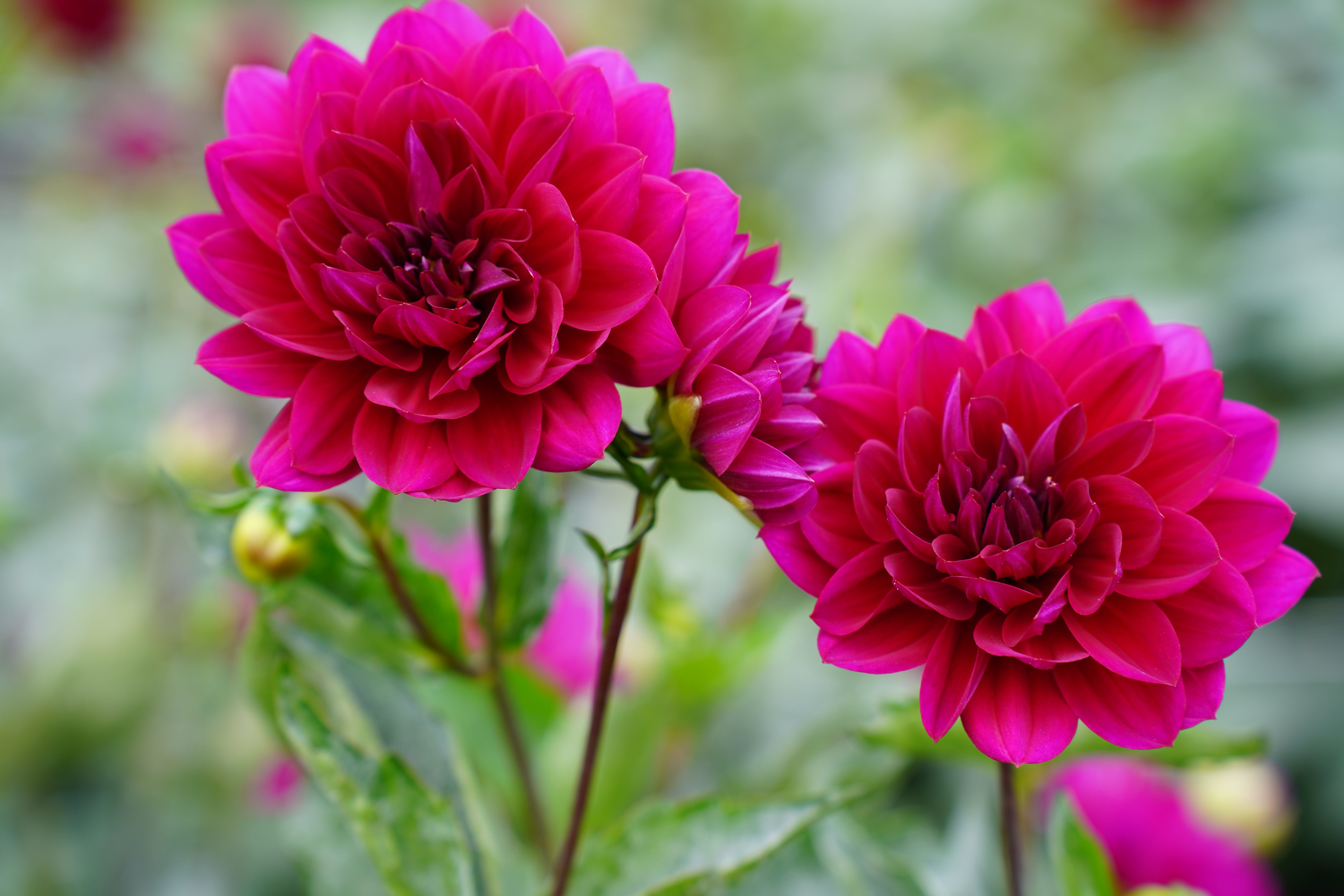 Sandia Bertha Dahlia Tuber