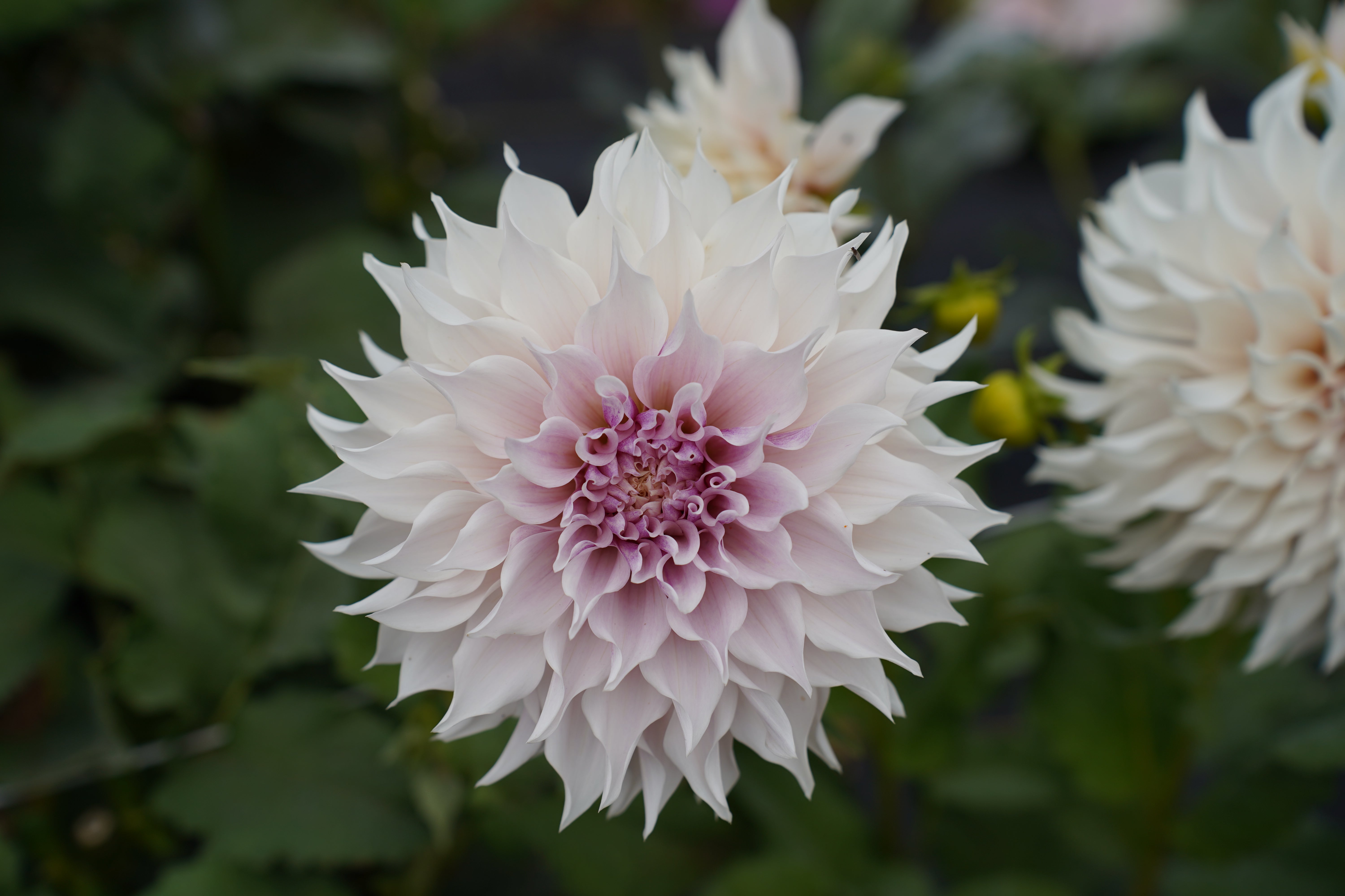 KA's® Lavender Blush Dahlia Tuber