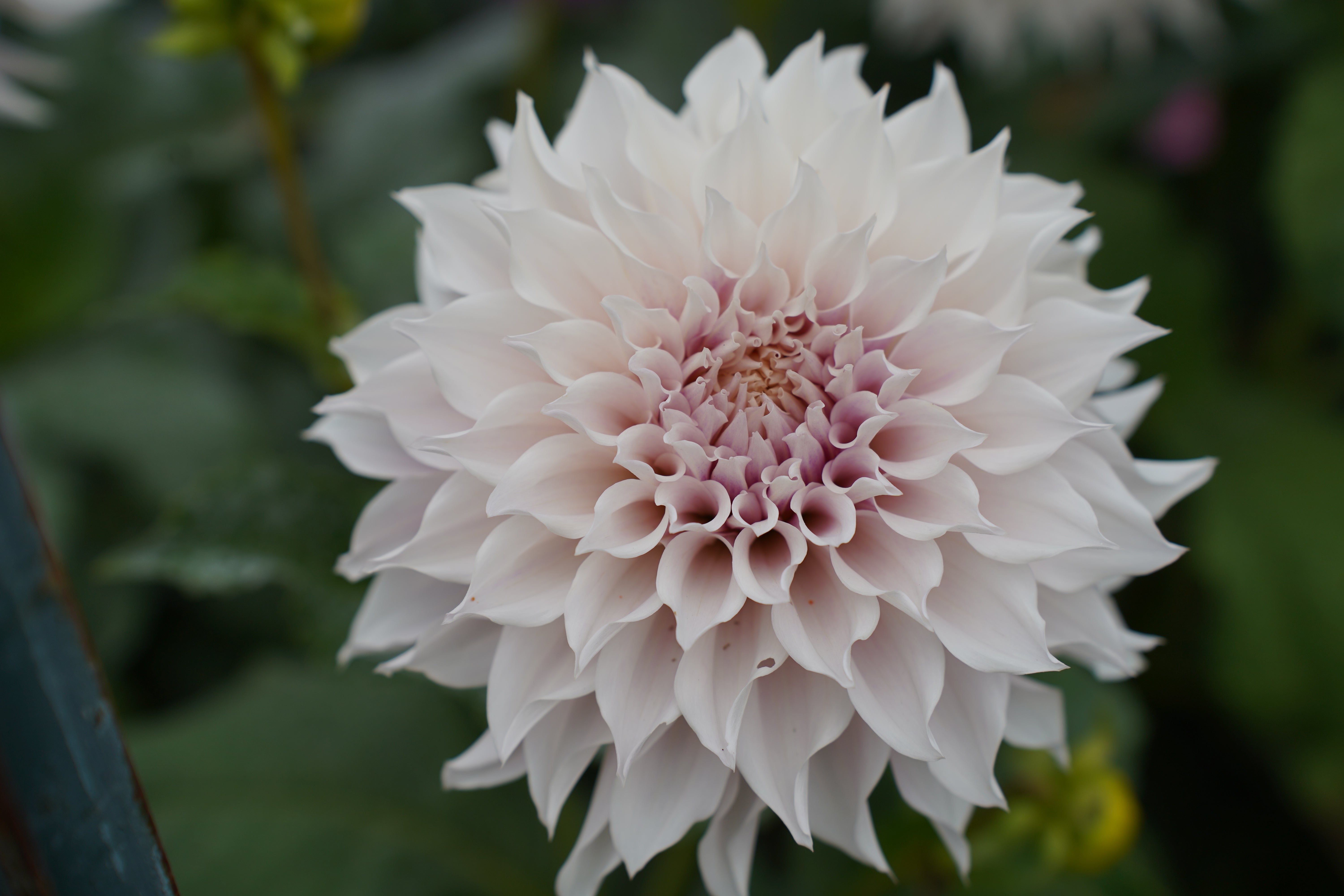 KA's® Lavender Blush Dahlia Tuber