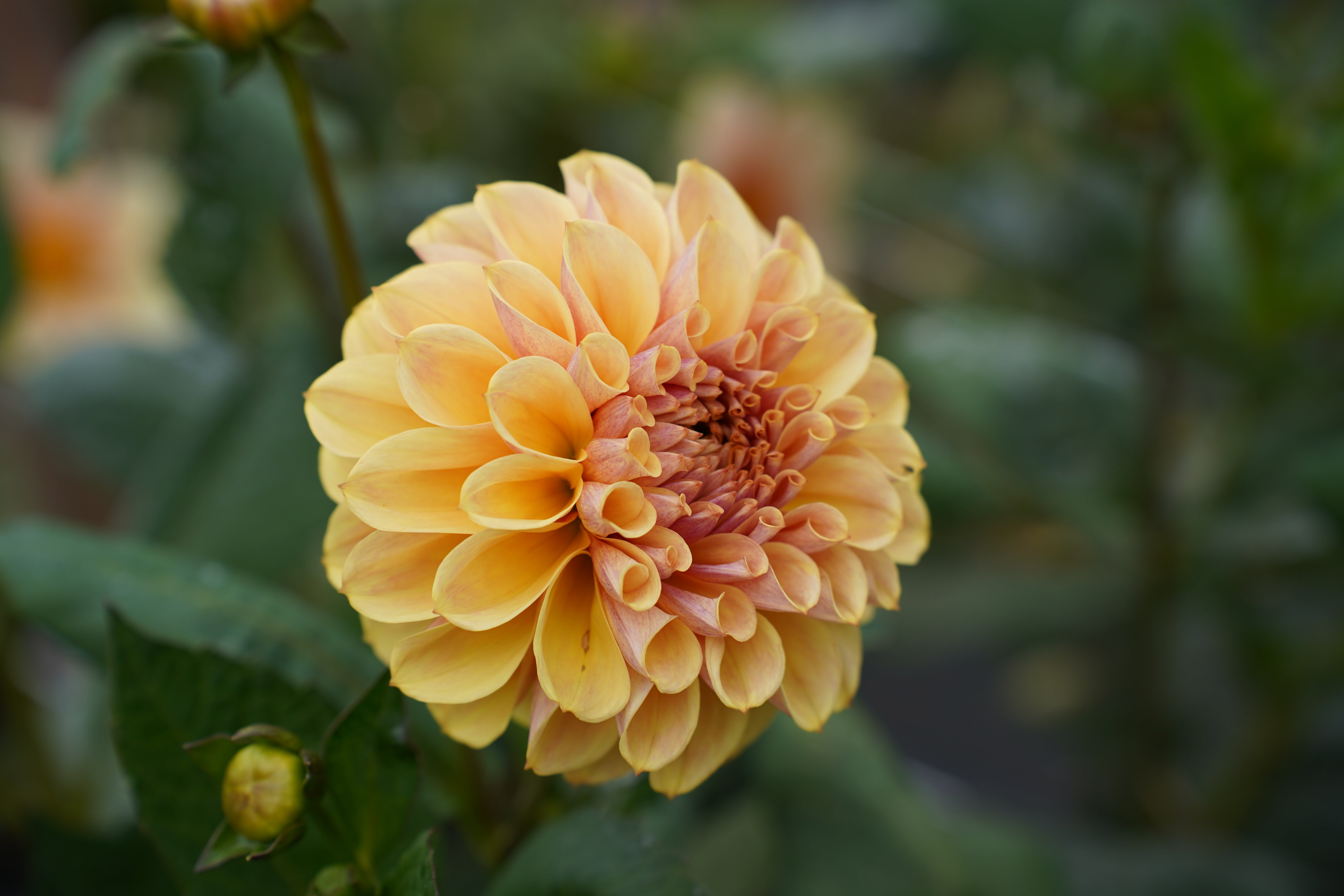 Blah Blah Blah Dahlia Tuber