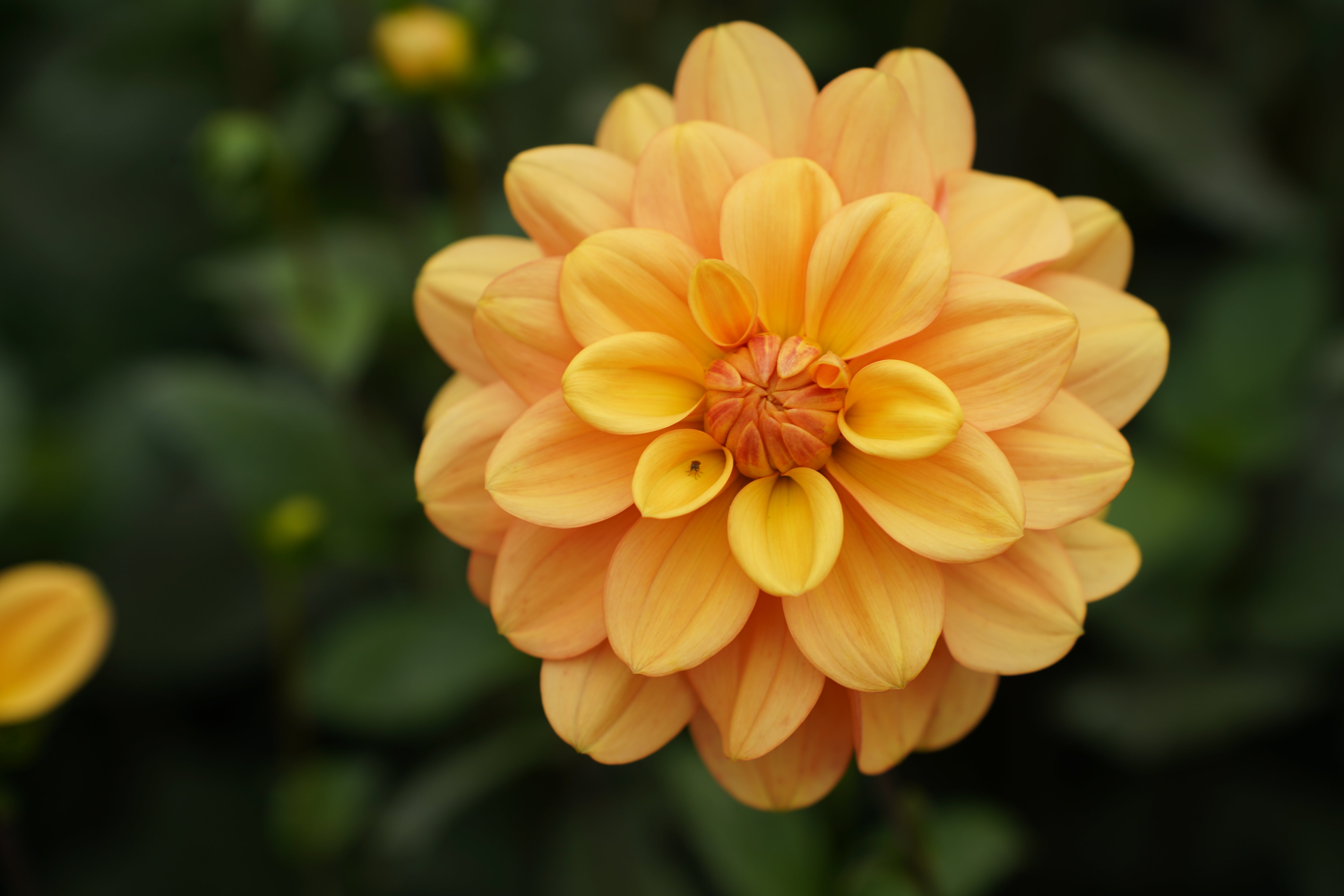 Ginger Snap Dahlia Tuber