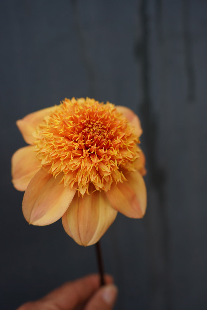 Orange Dream Collection