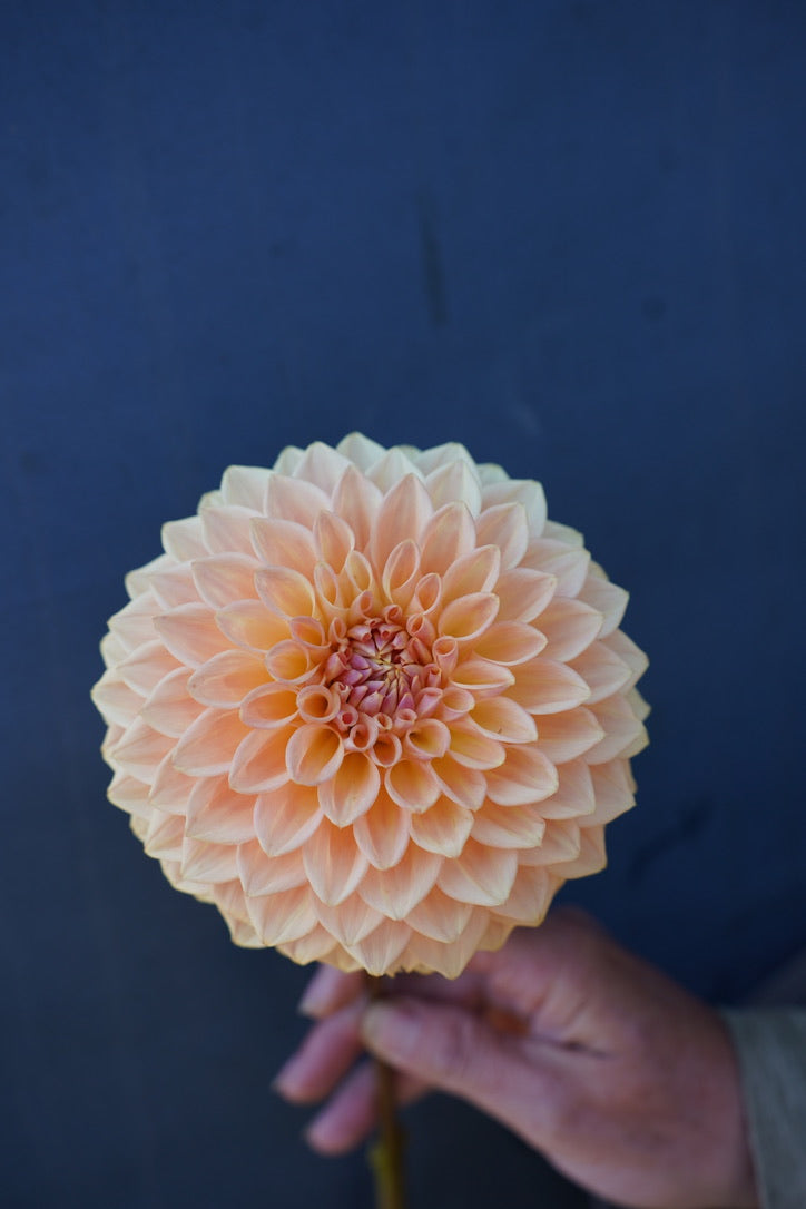Summer Glow Collection