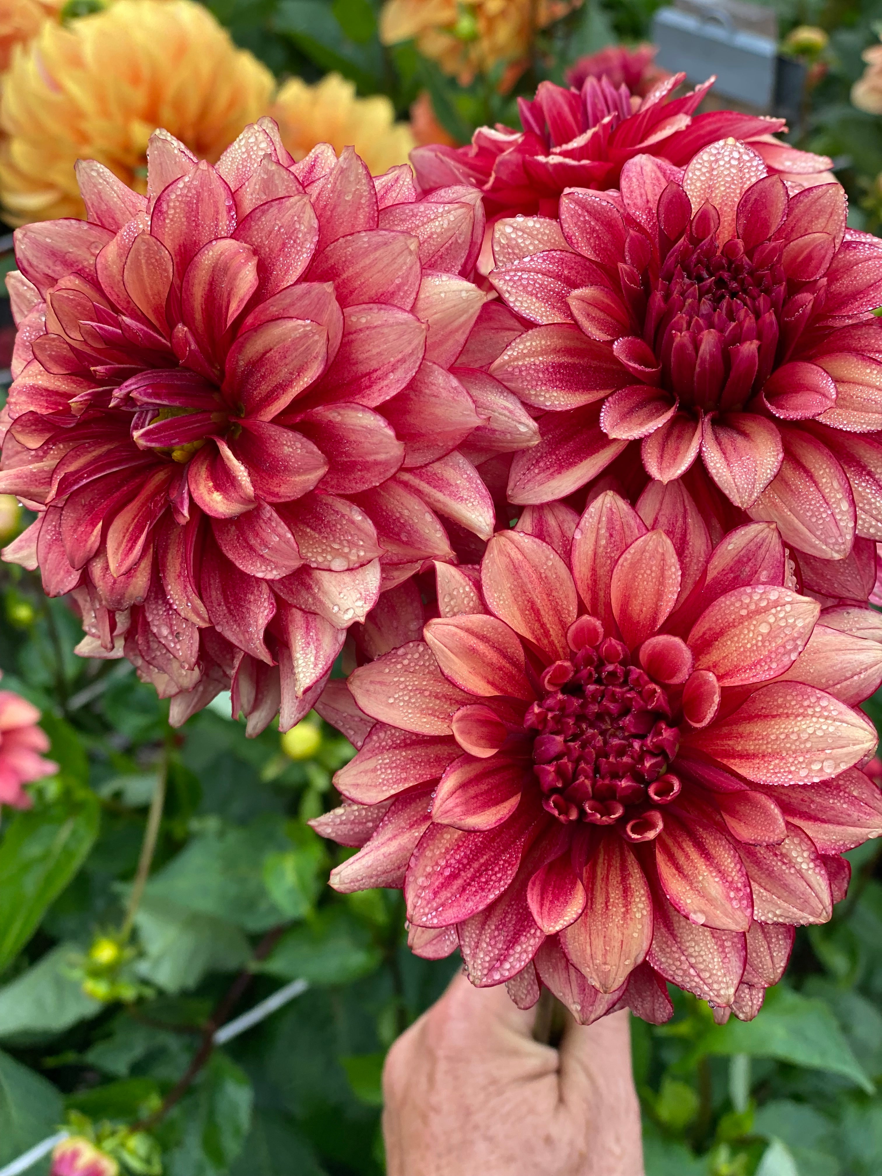 N-Force Dahlia Tuber