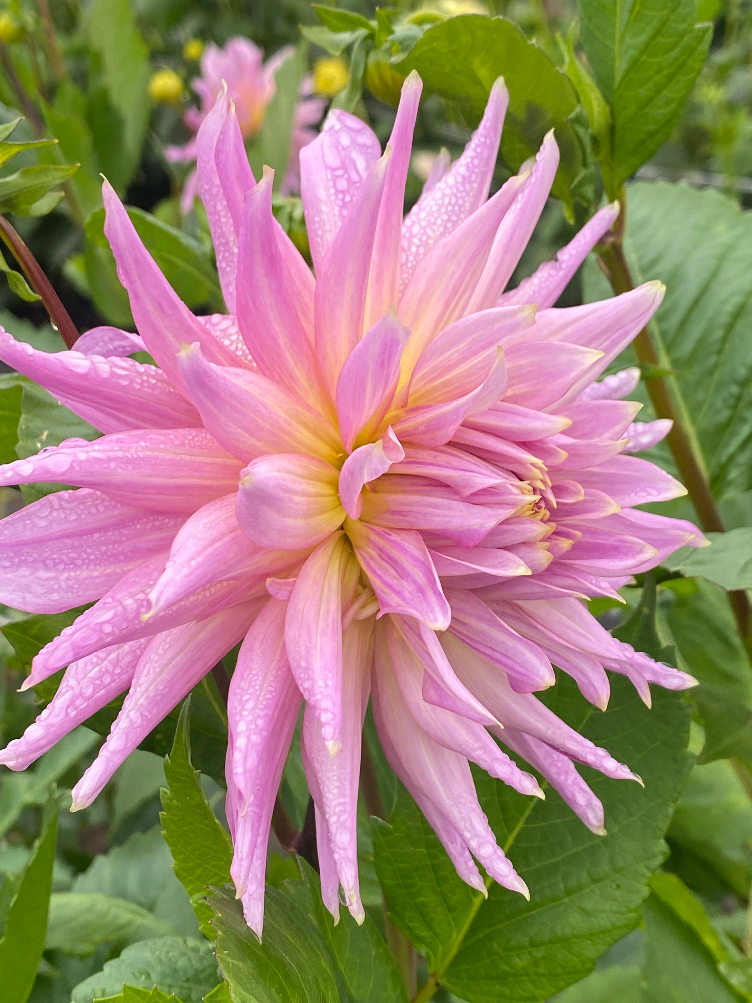 Wyn's Mauve Mist Dahlia Tuber
