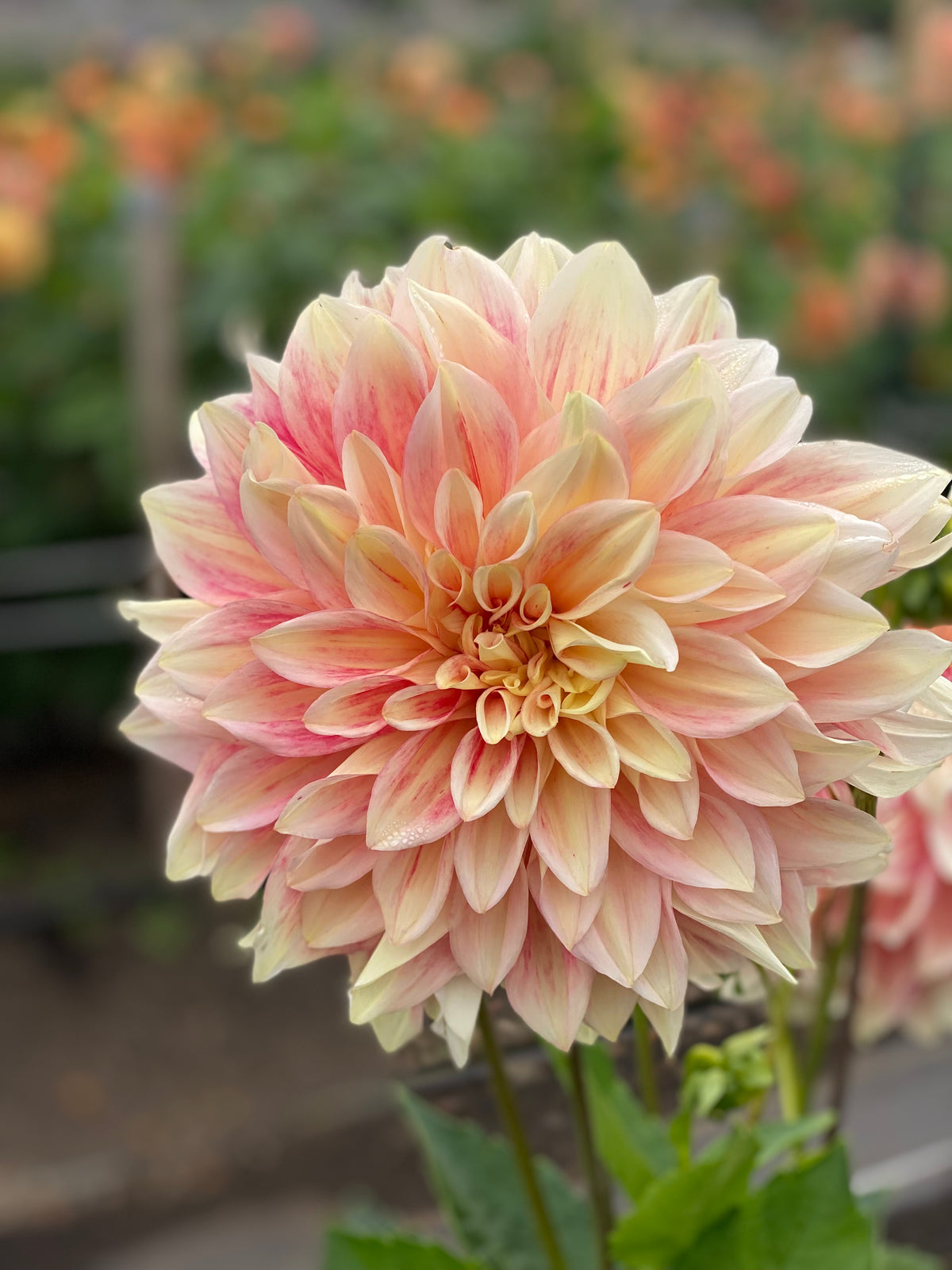 Ice Cube Dahlia Tuber | EarthSpoke Farms