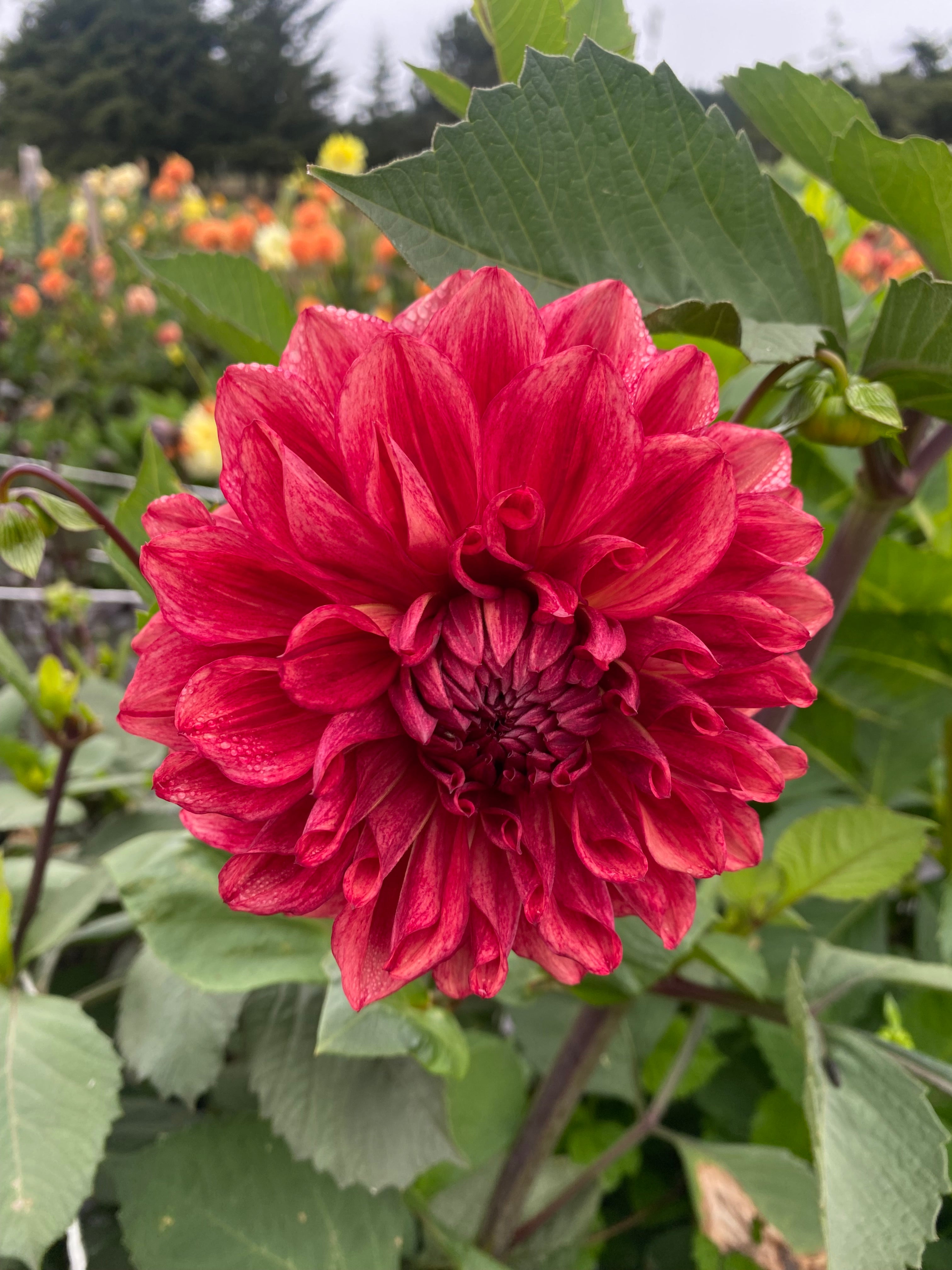 Bloomquist York Dahlia Tuber