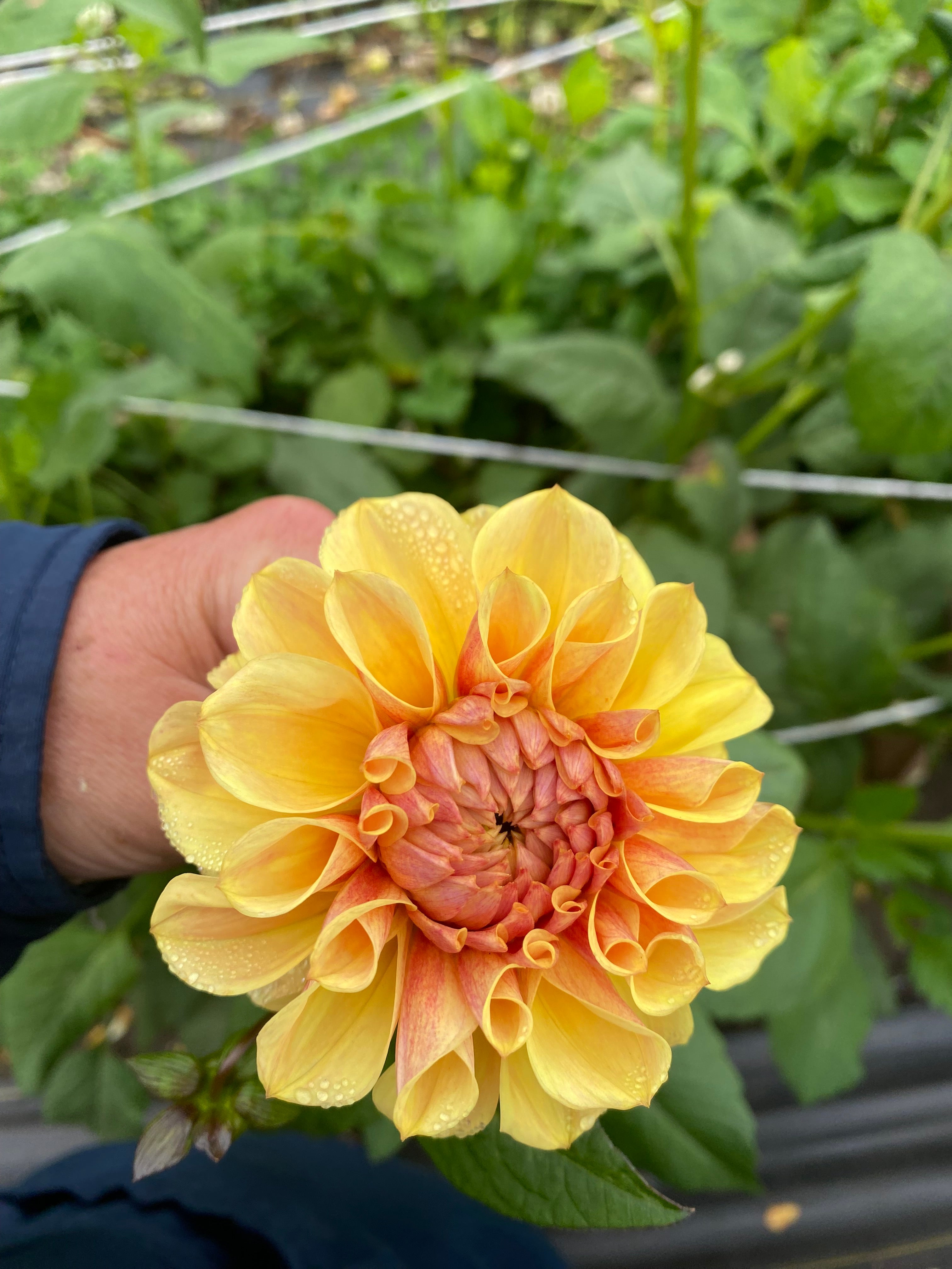 Blah Blah Blah Dahlia Tuber