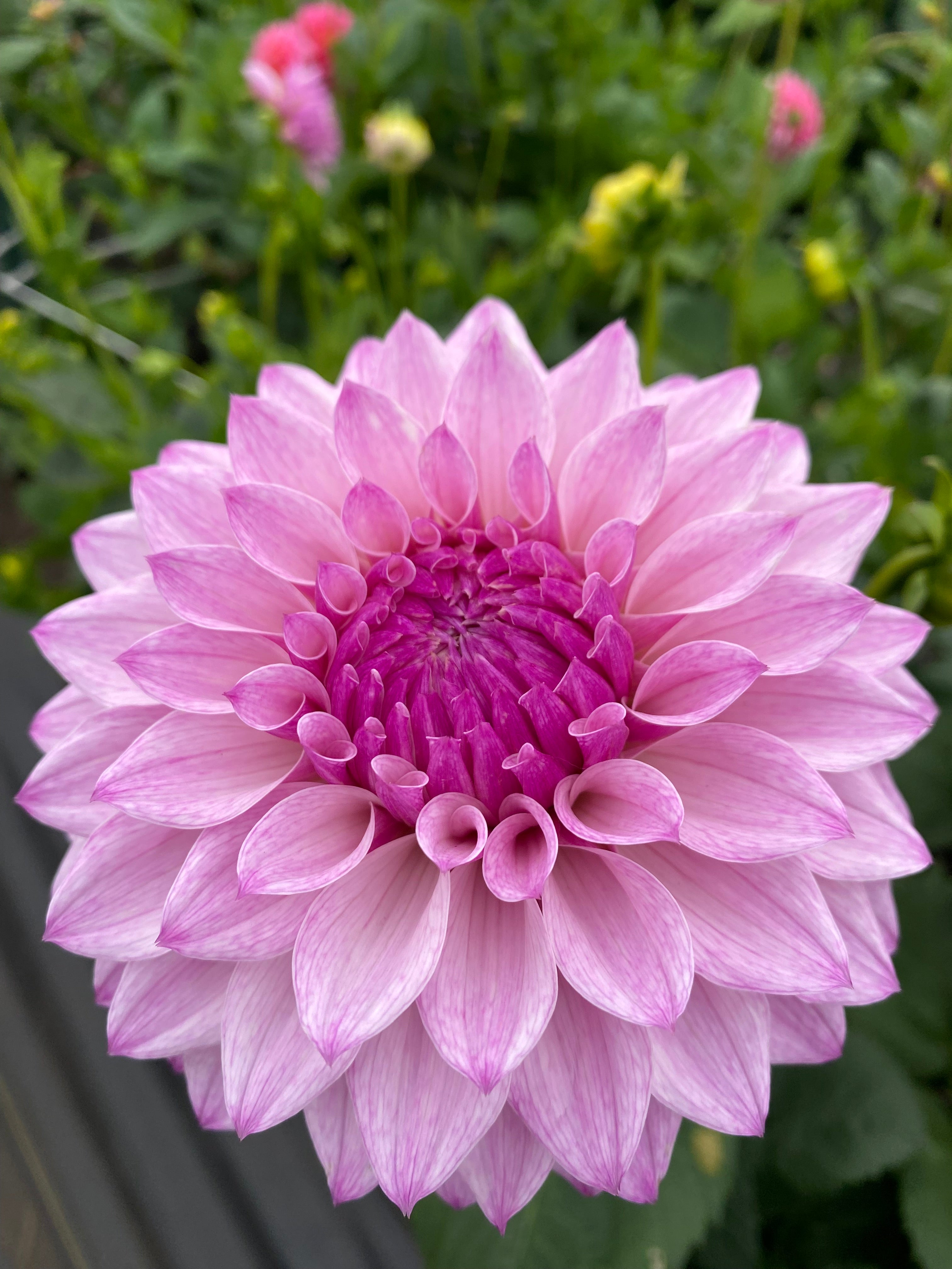 Bloomquist Compare Dahlia Tuber