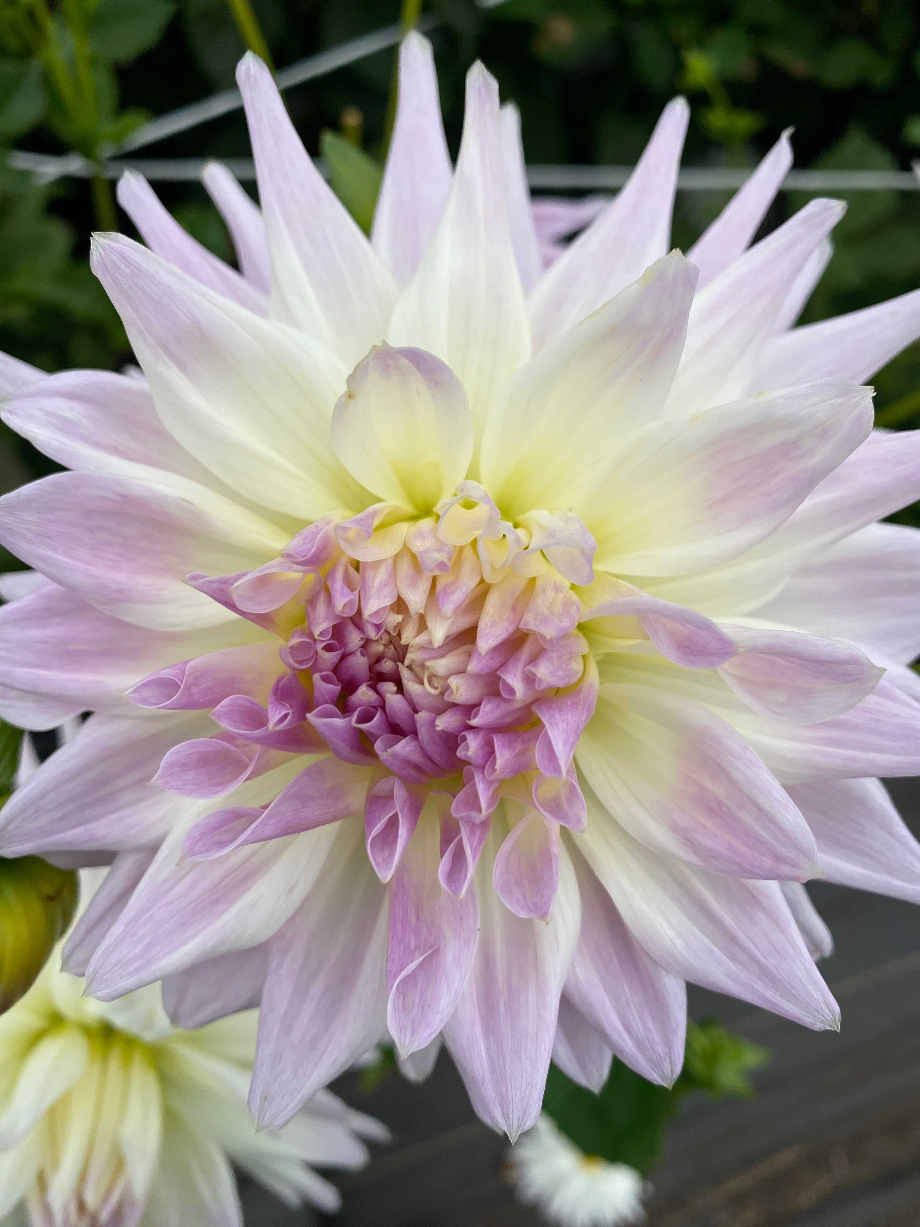 Magic Moment Dahlia Tuber