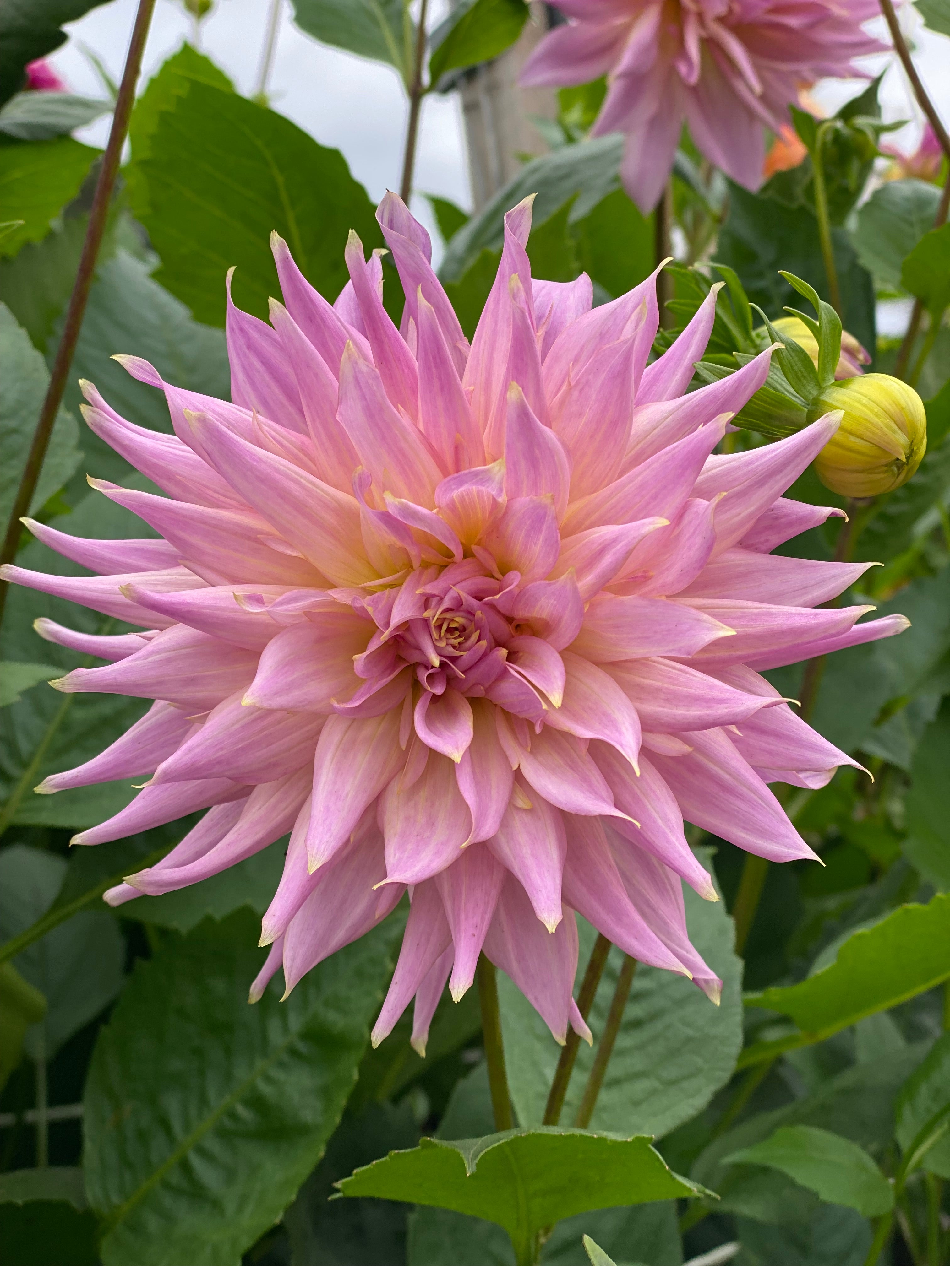 Wyn's Mauve Mist Dahlia Tuber