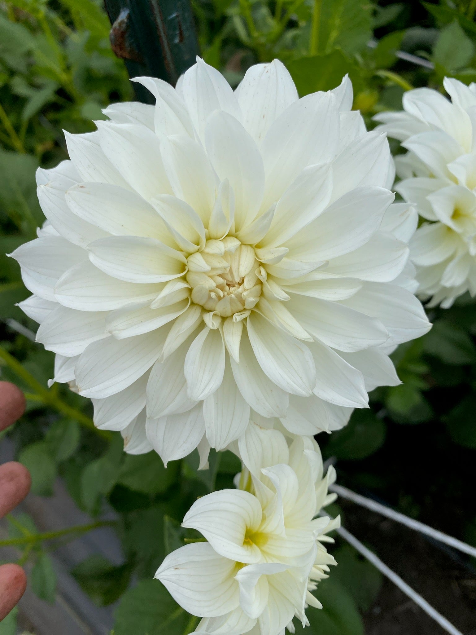 Center Court Dahlia Tuber