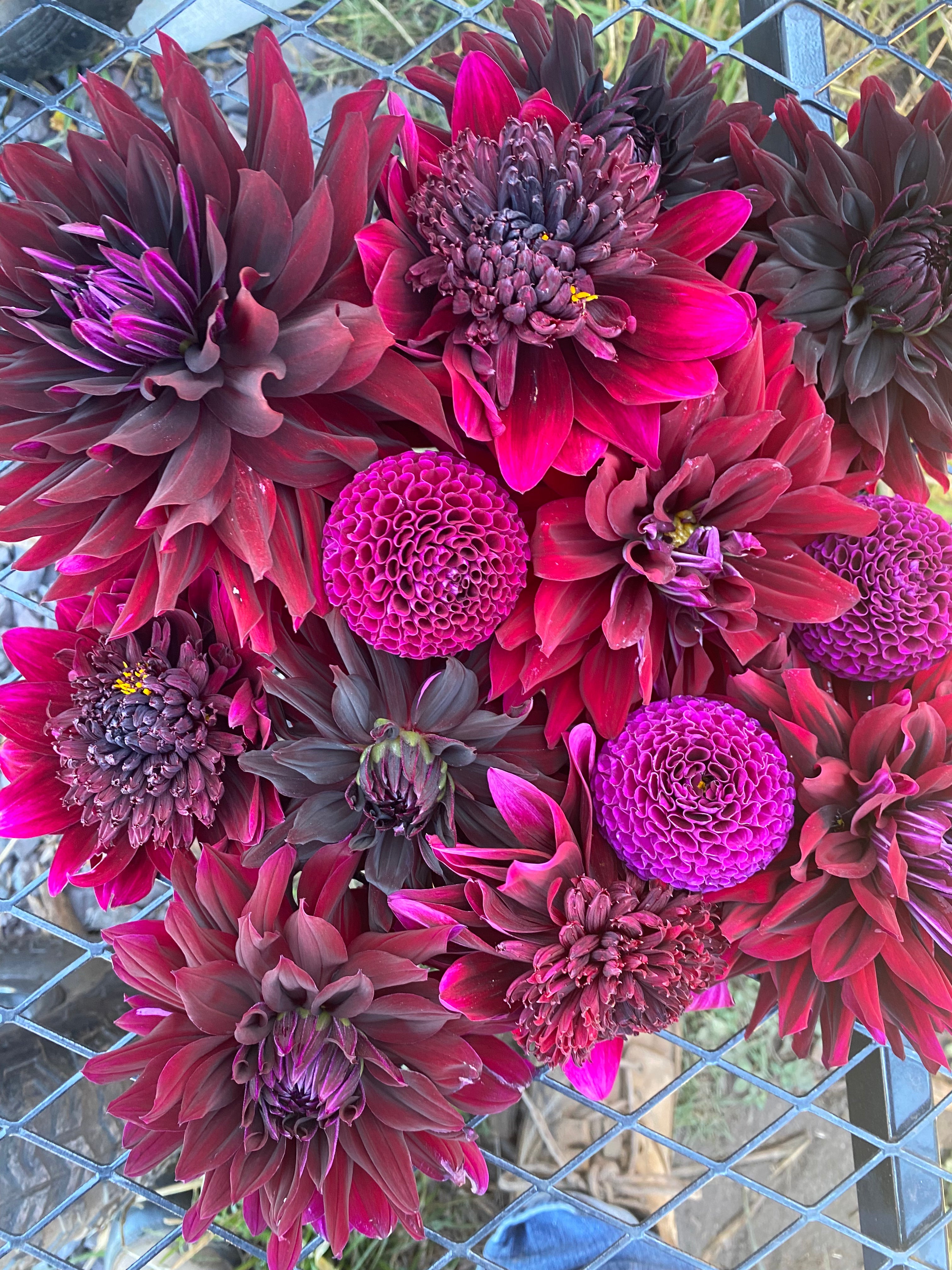 Hollyhill Black Beauty Dahlia Tuber
