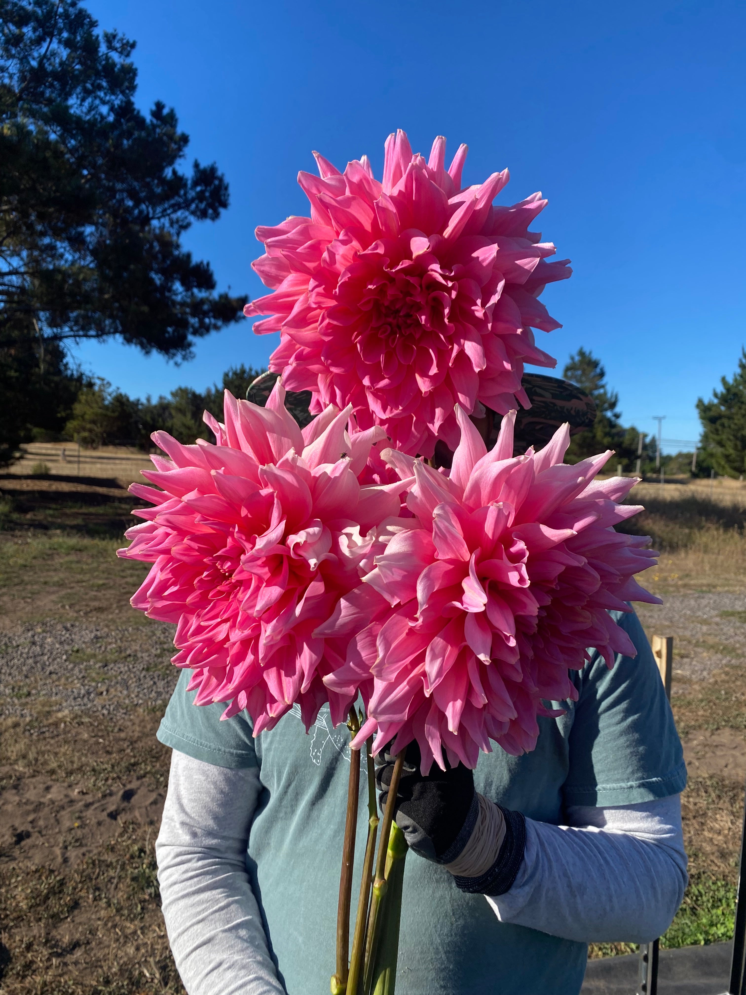 Otto's Thrill Dahlia Tuber