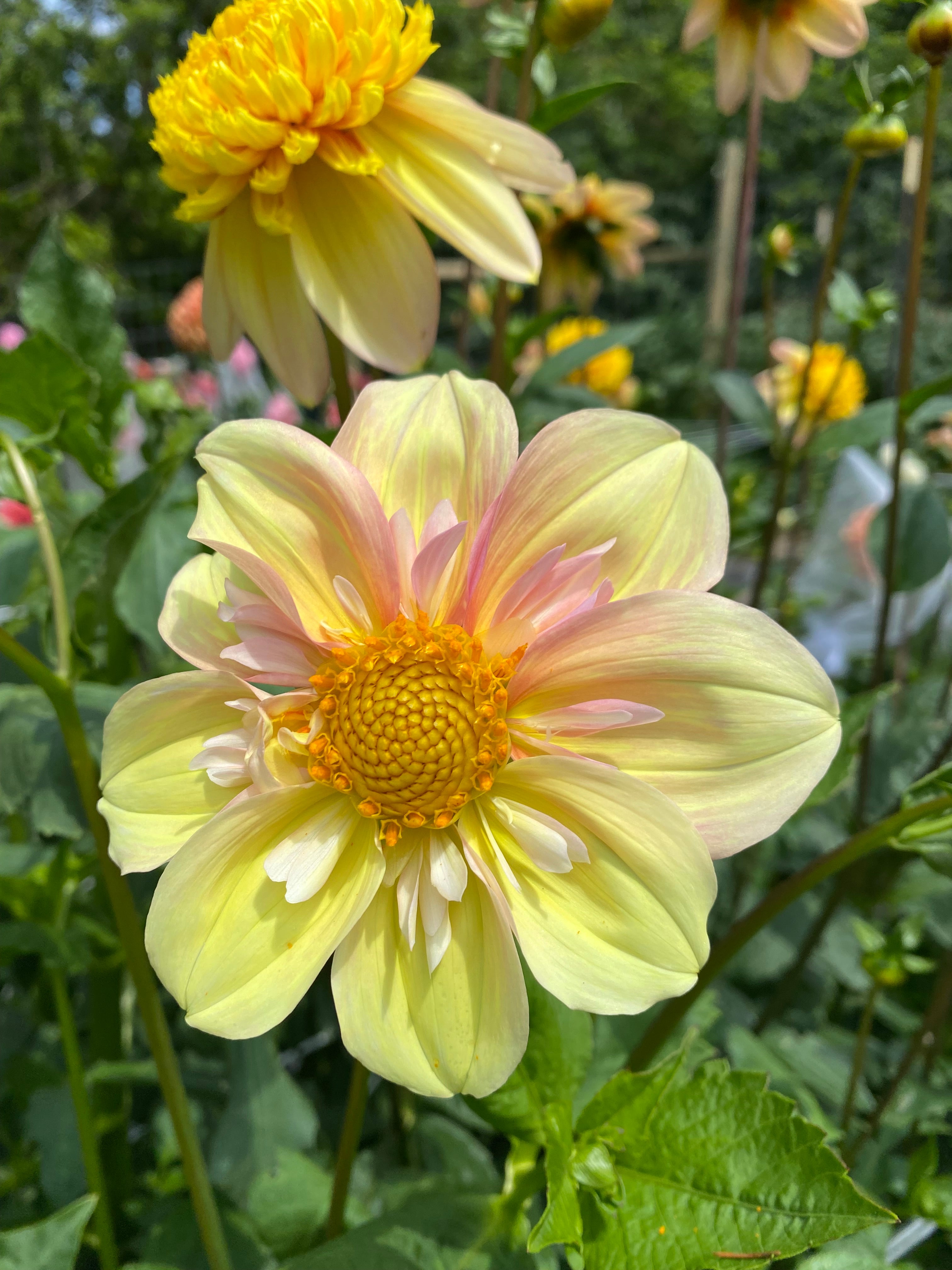 Apple Blossom Dahlia Tuber