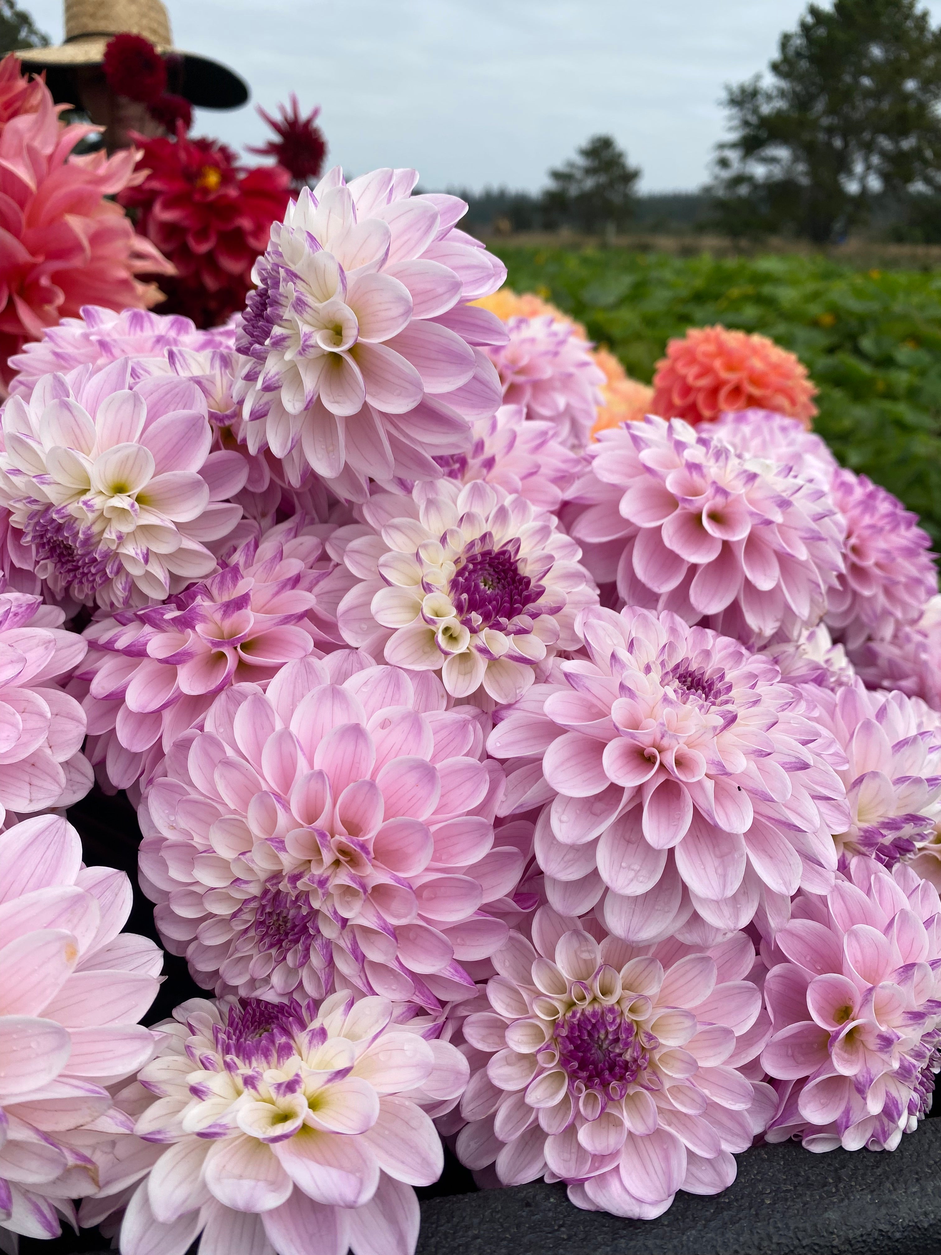 Last Dance Dahlia Tuber