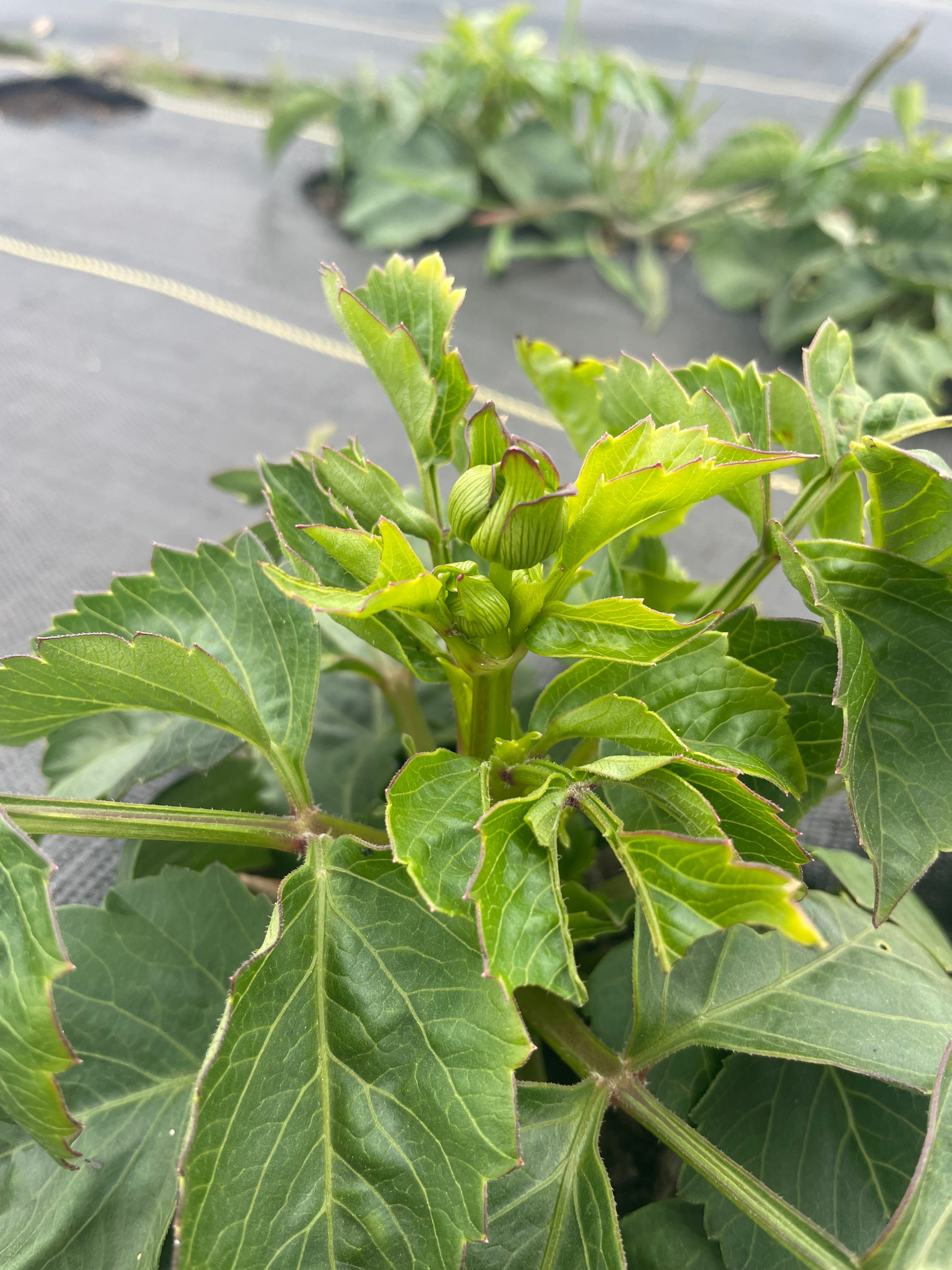 Why You Should Pinch Your Dahlias (And Why It Feels So Wrong the First Time)